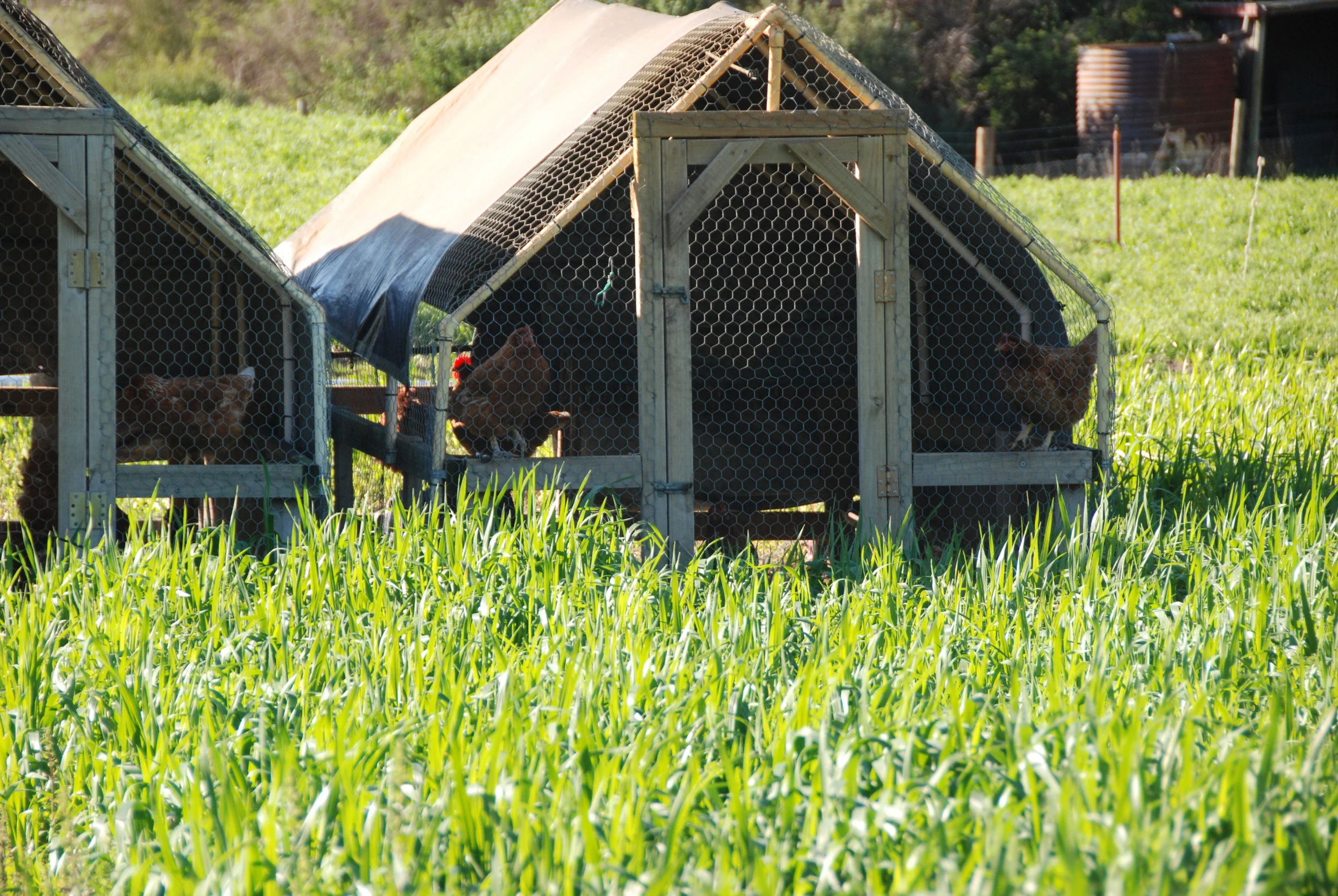 Chicken Tractors working their way through the Winter Cover Crops - August 2016