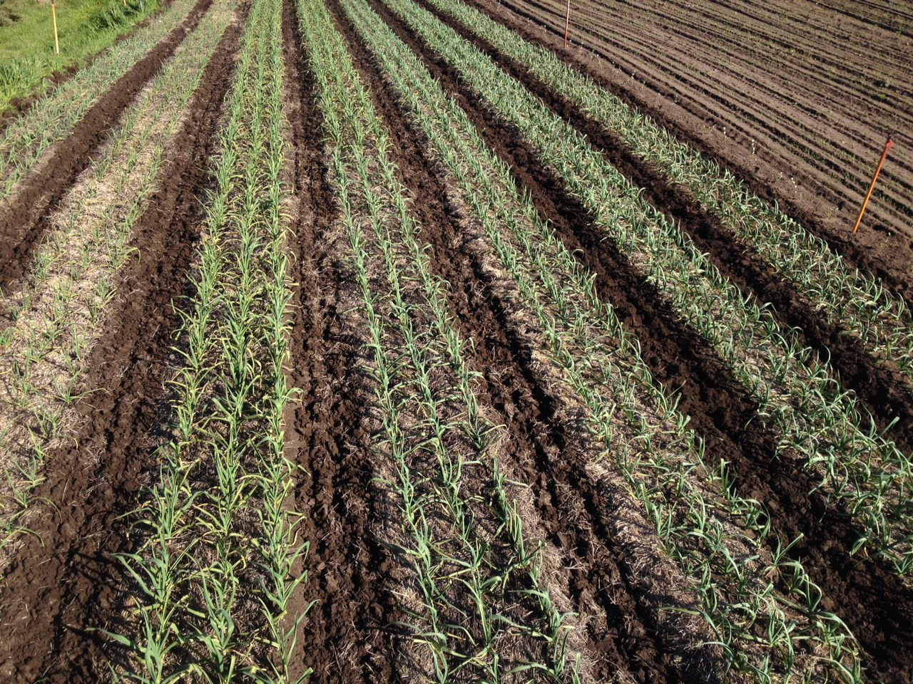 garlic plantings AUGUST 2016