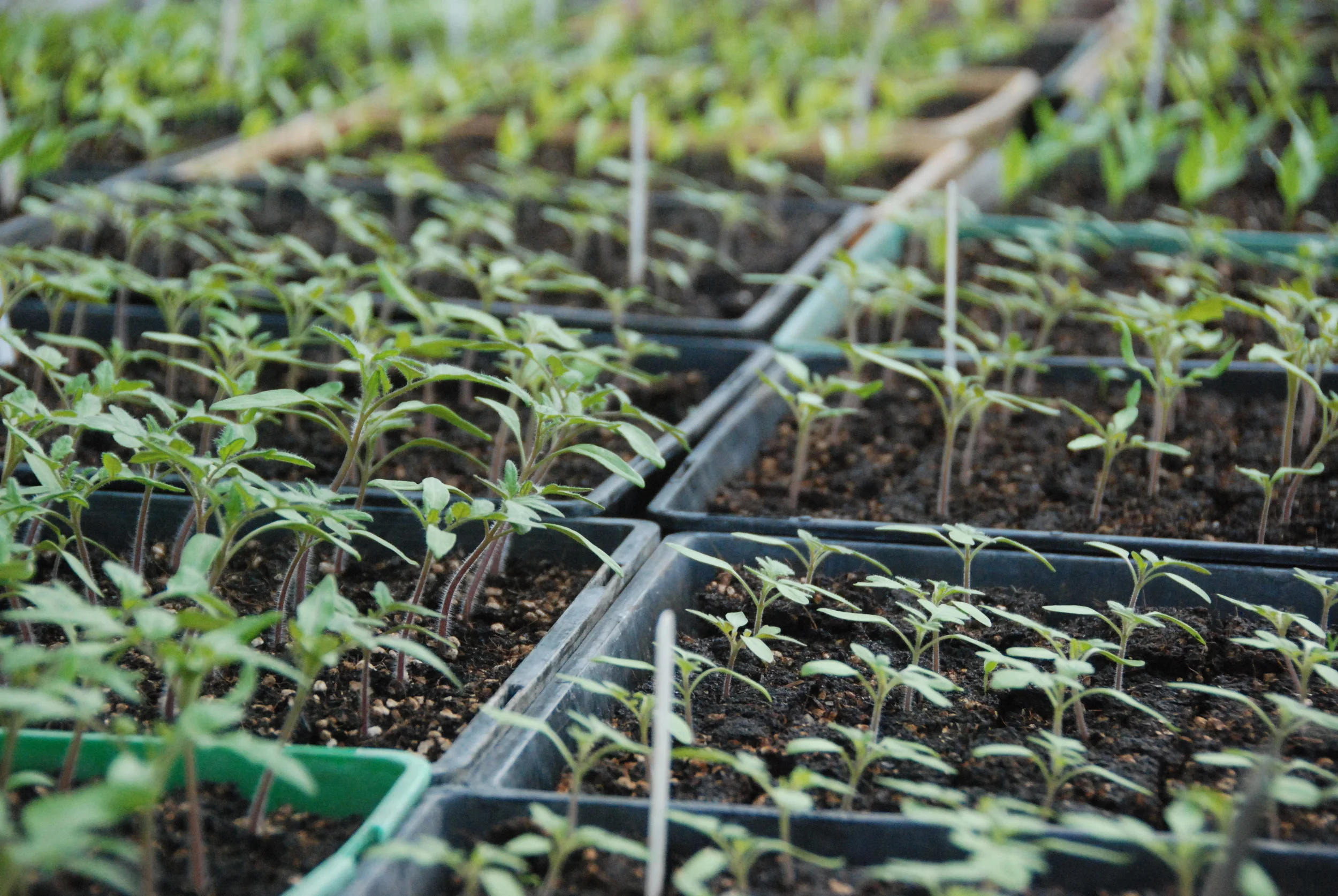 Tomato and Capsicum Seedlings - Sept 2016