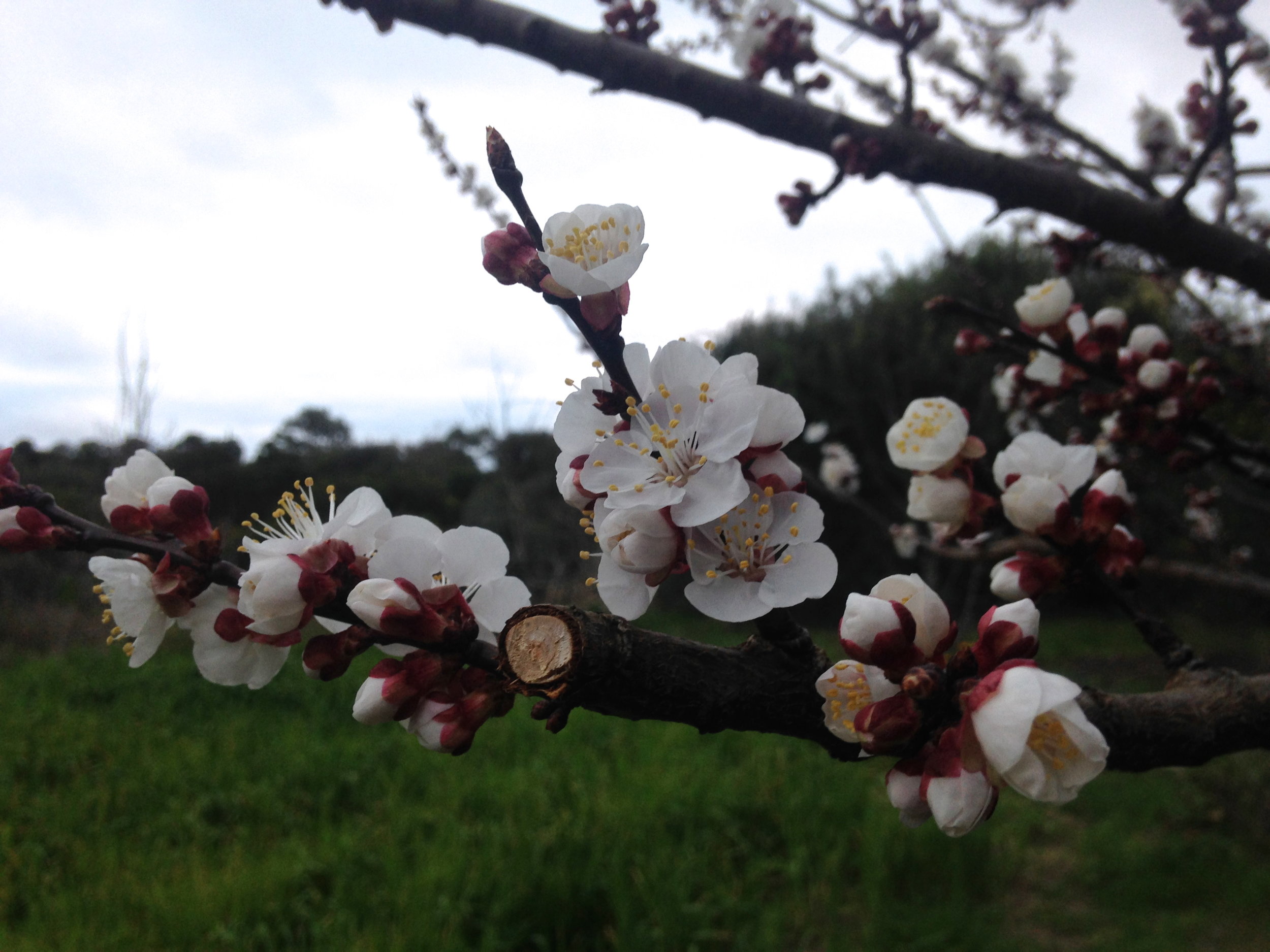 Blooming Apricot!