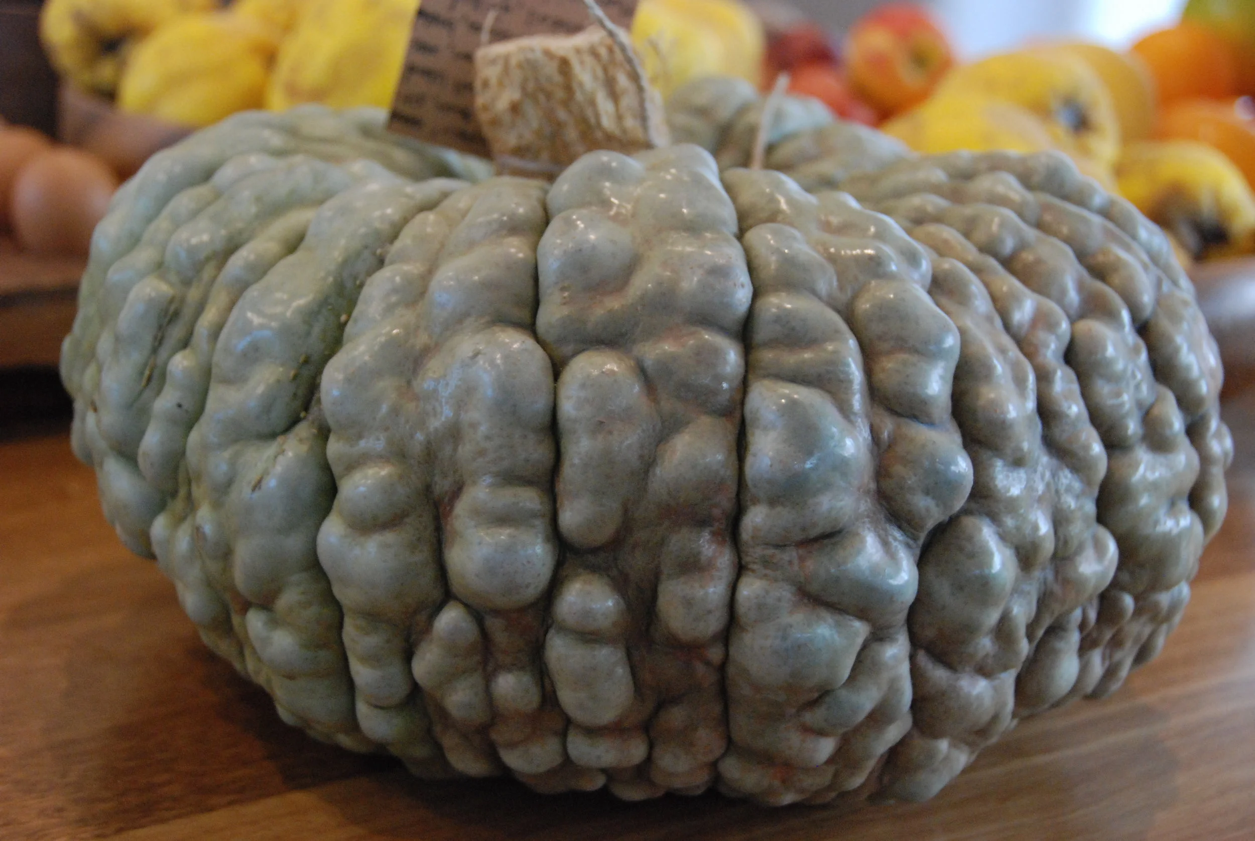 'Marina di Chioggia' Pumpkin. This pumpkin evolved around Venice in the latter part of the 1600s. It takes its name from the fishing village of Chioggia, which became a major source of produce for Venetians once the salt marshes nearby were drained and cultivated. Sliced and grilled on the barges which deliver them, the pumpkin is simply brushed with olive oil, sprinkled with rosemary and salt and sold throughout the streets of the city. Imagine uniform clad children racing to vendors for their after school snack of this intensely flavoured seasonal delight.