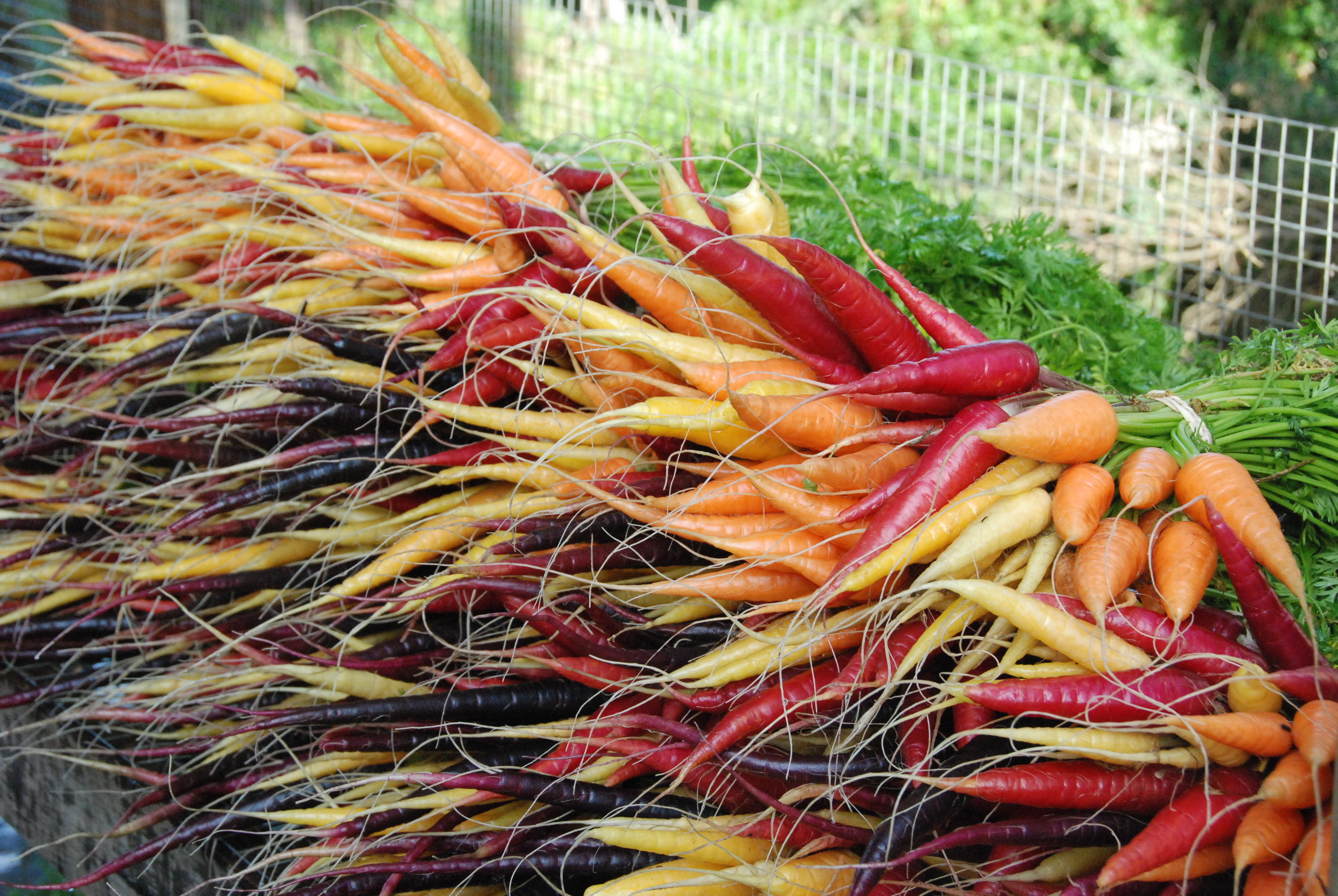 Heirloom Carrots - June 2016