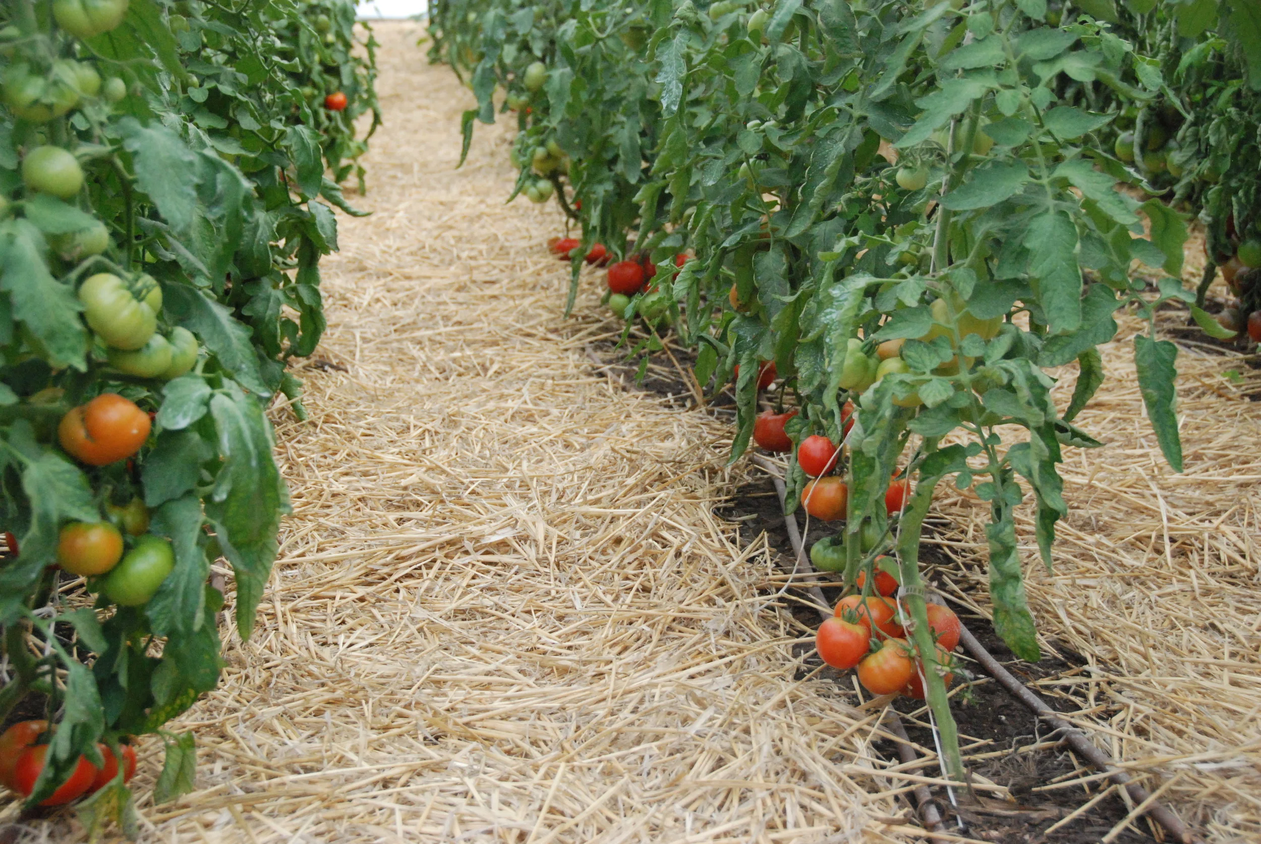 Heirloom Greenhouse Tomatoes - January 2016
