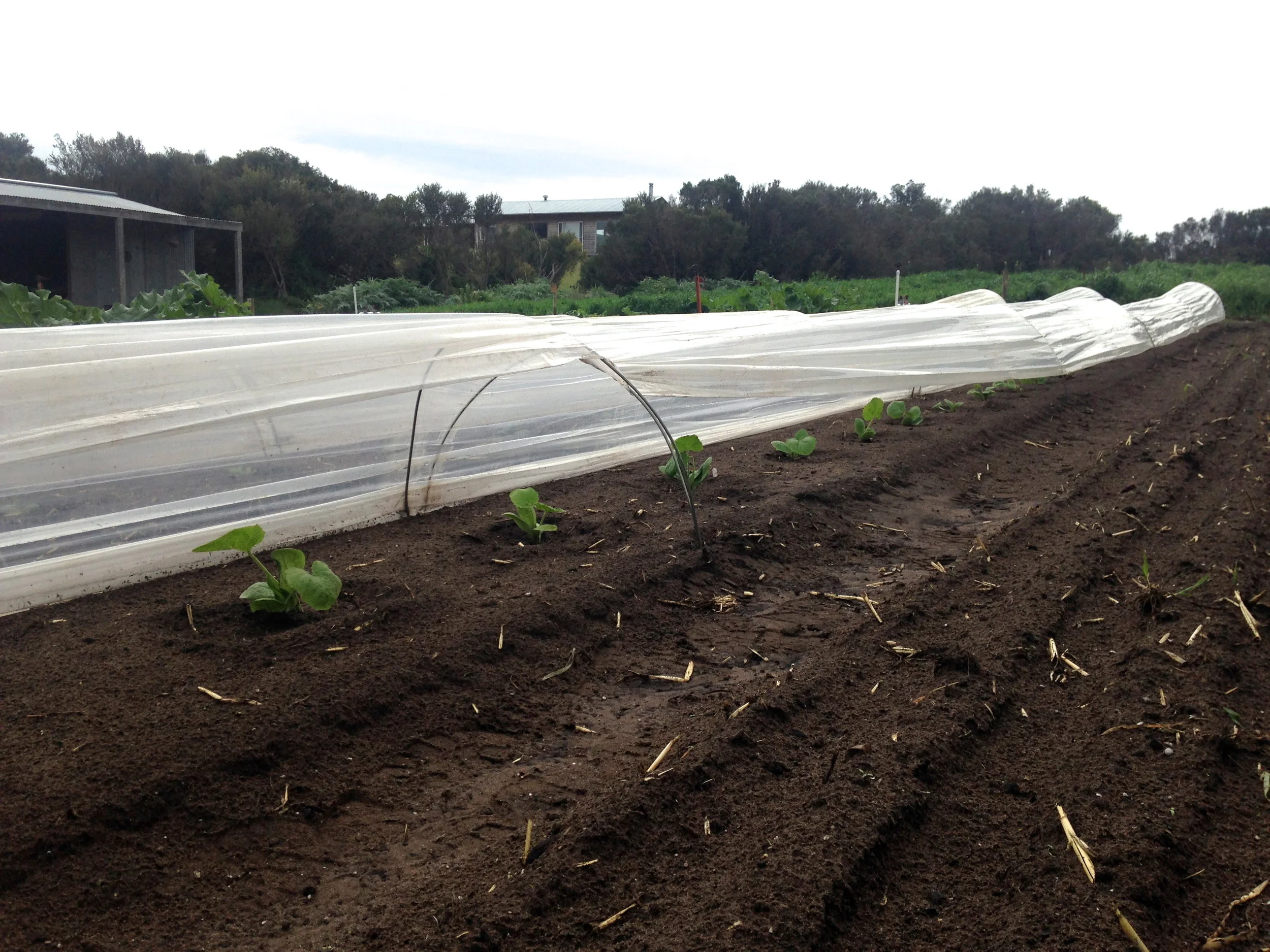 Zucchini tucked under a row cover to protect them from the wind, hail and cold nights of Spring.