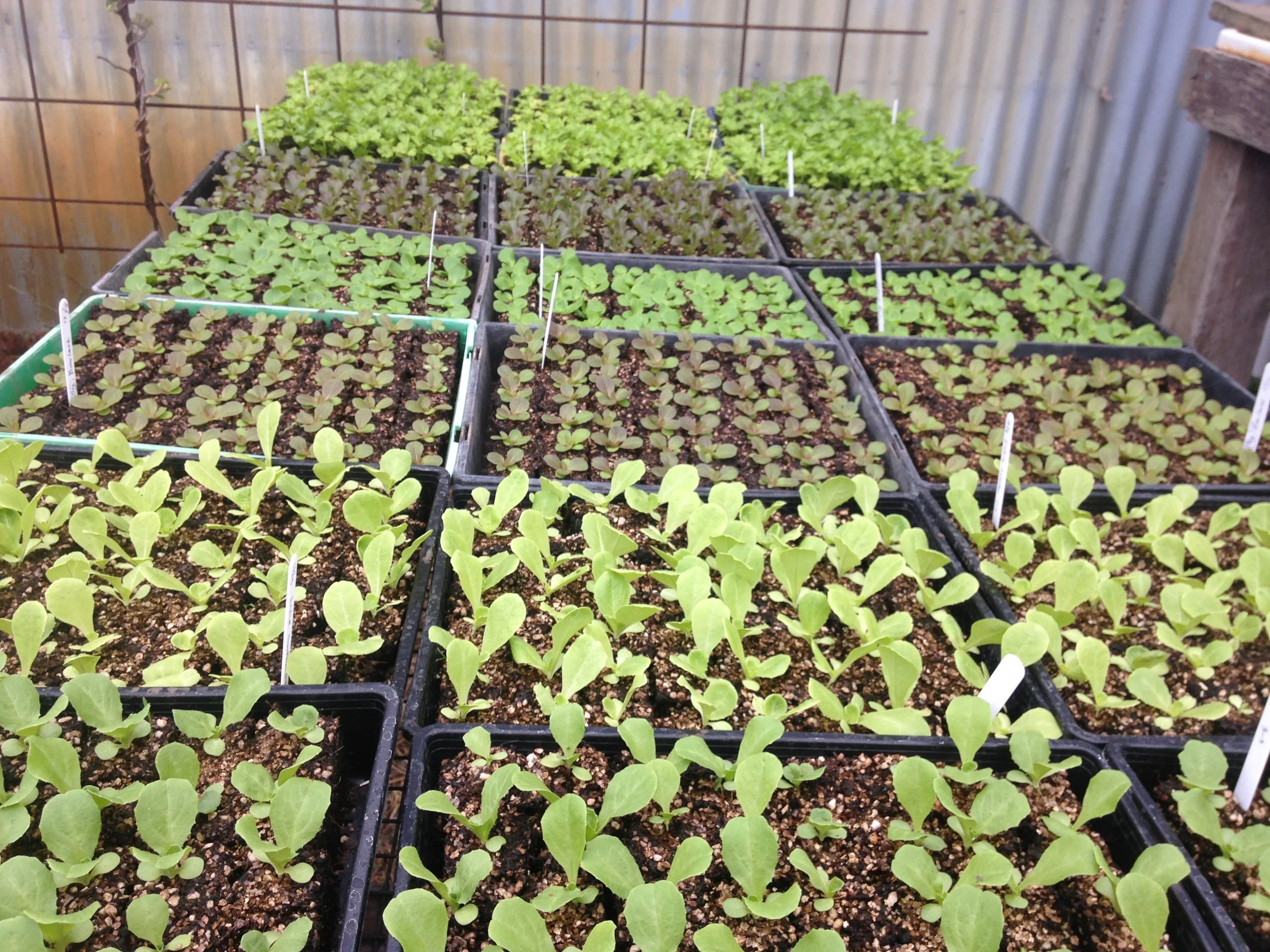 Lettuces, endive, escarole and celery - hardening off to prepare for field transplanting