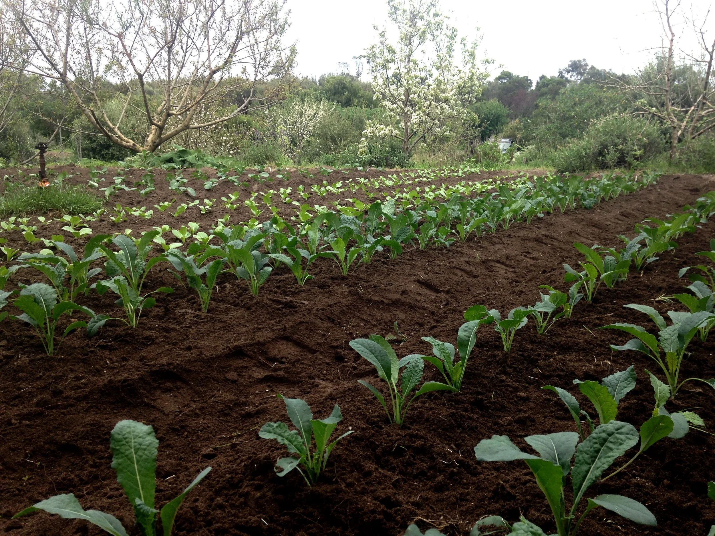 Kal, bok choy and broccoli hoed in between Spring rain.
