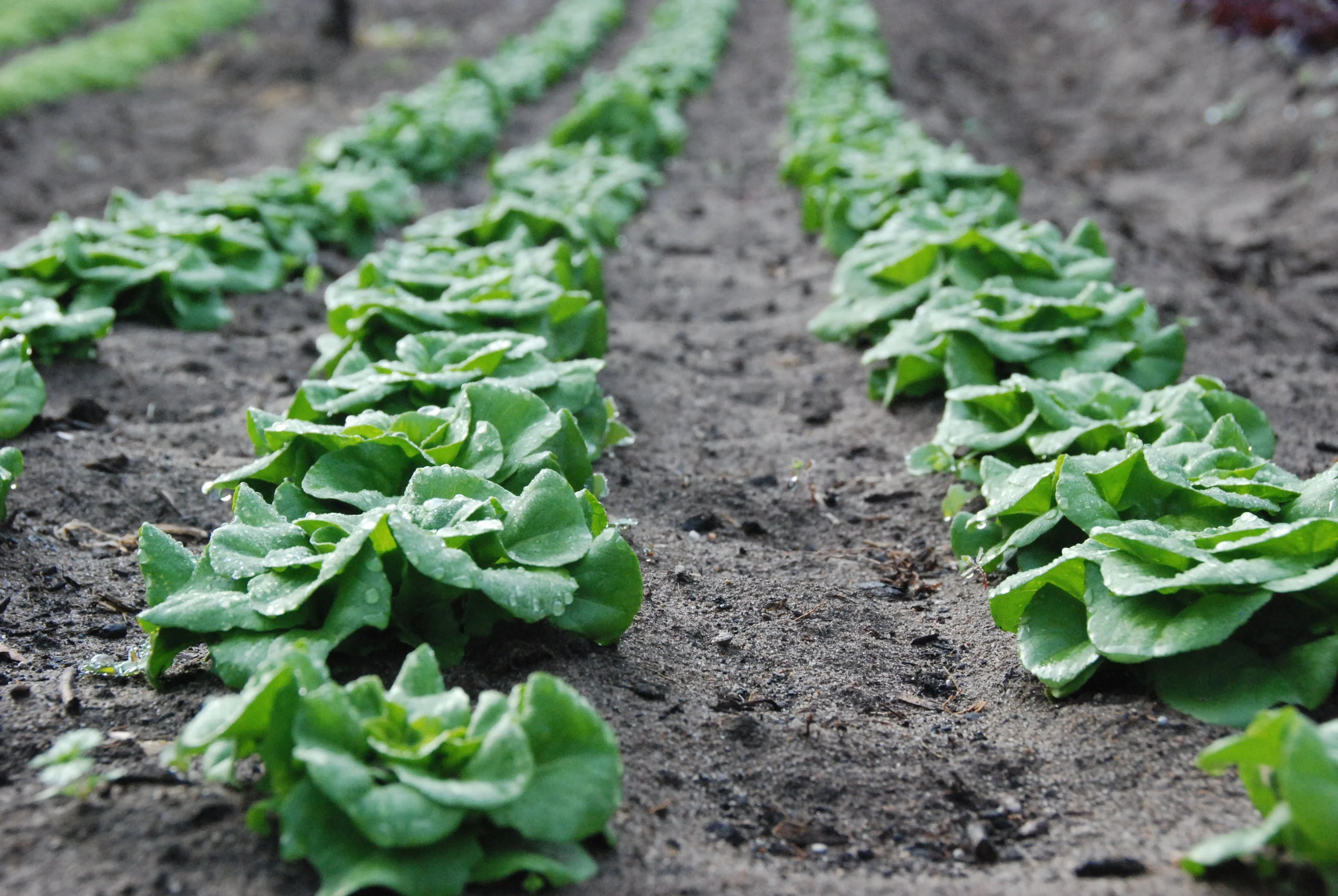Salanova lettuce