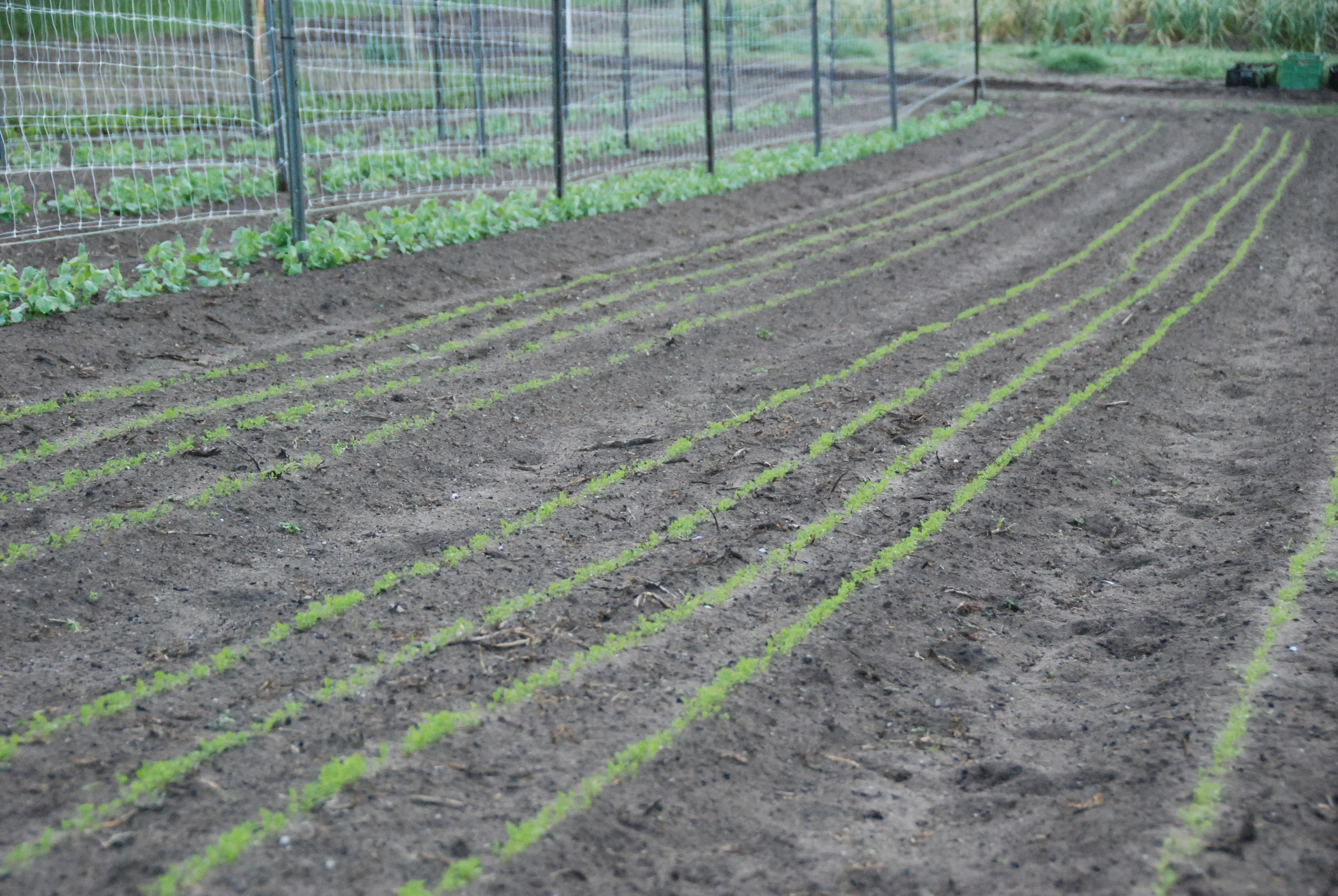 Snow peas and carrots for the Summer Share