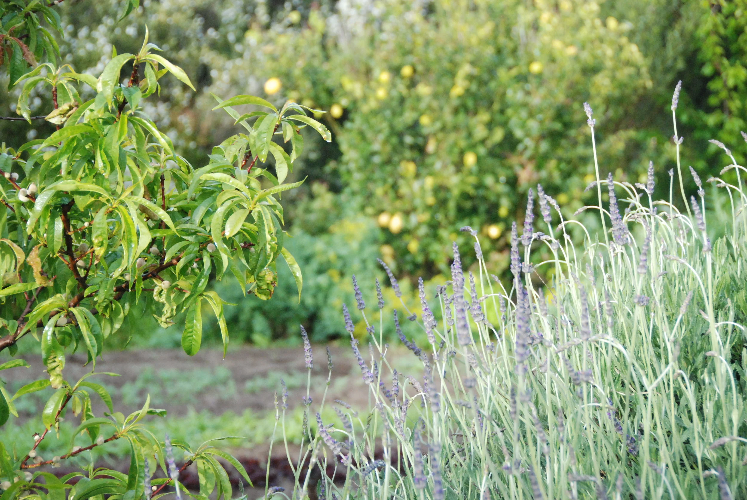 Manadala Fruit Trees, Herbs and Flowers