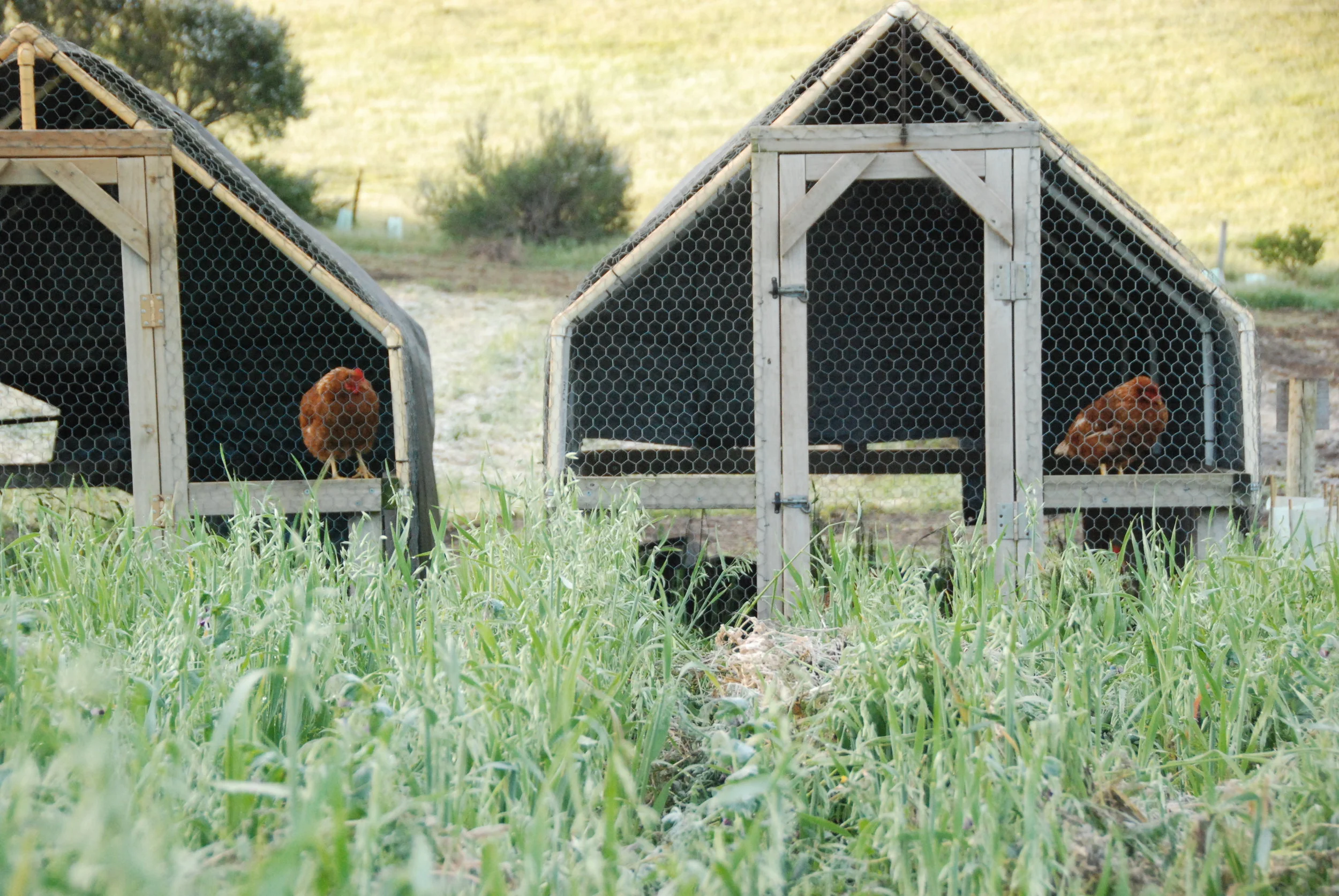 Chicken tractors working through the market garden