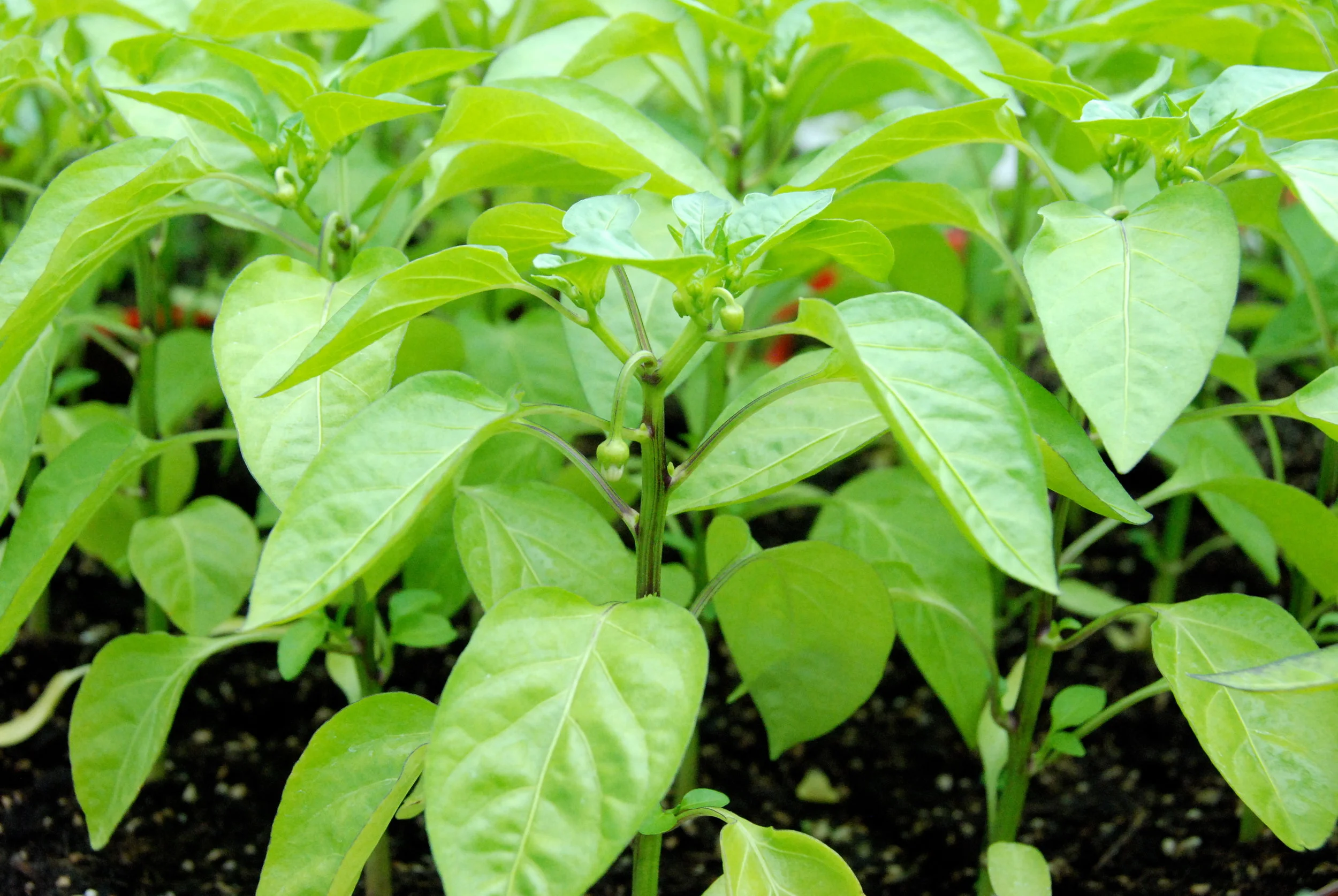 Capsicums ready for transplanting