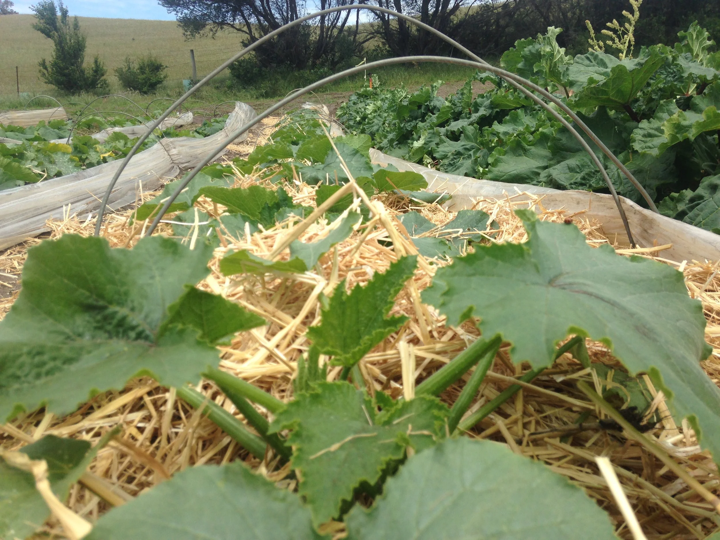 Zucchini mulched and gaining size with the few warm days we have had - still covered at night for extra warmth and late frost protection