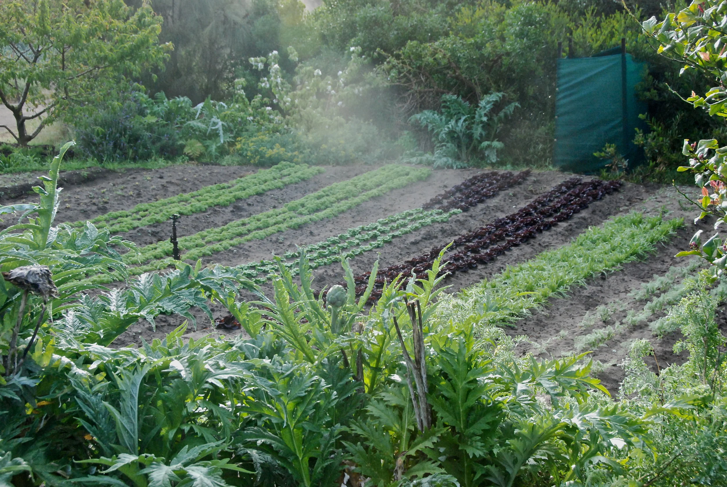 Lettuce and herbs growing in Mandala