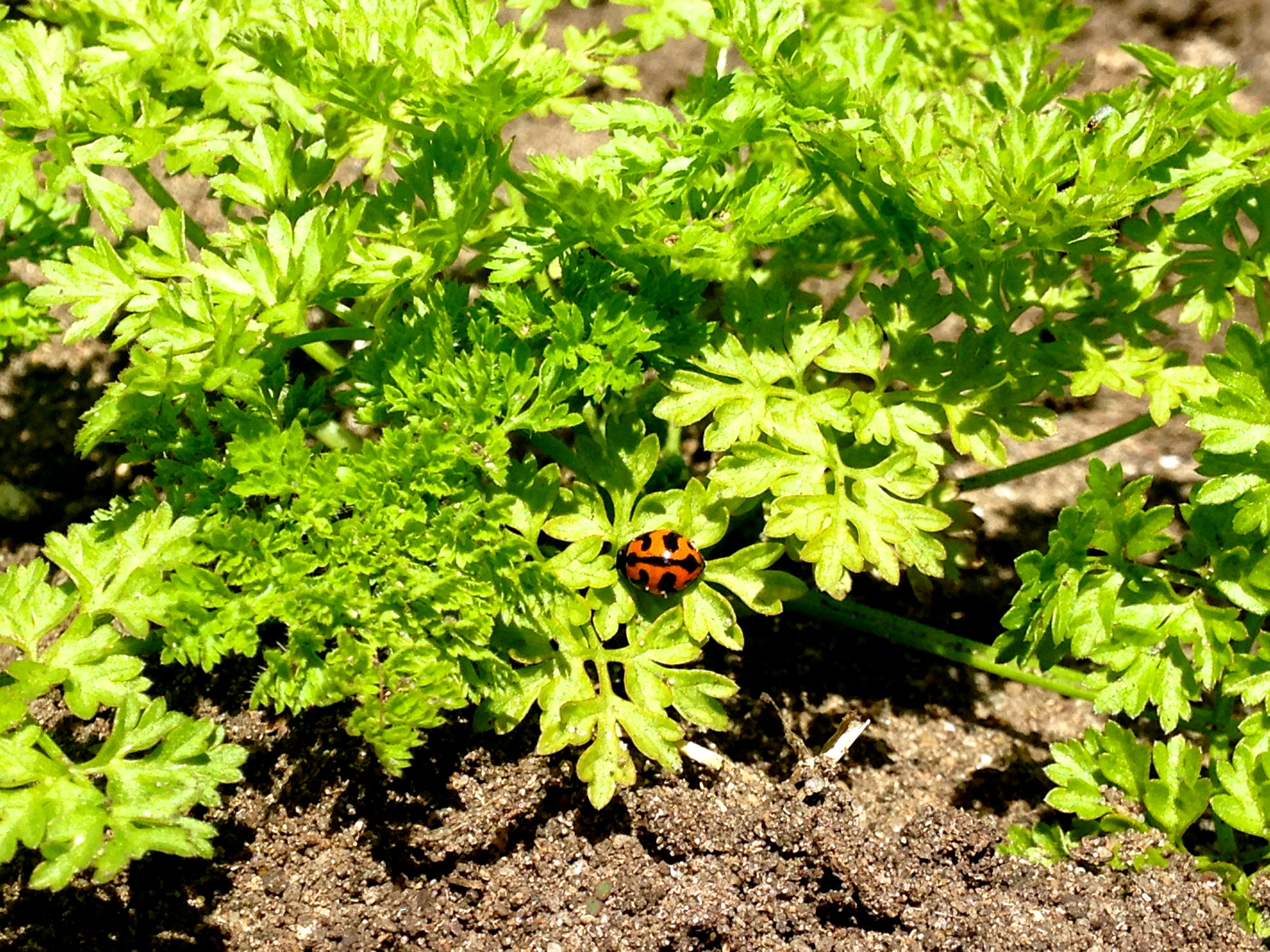 Integrated Pest Management...Lady bird in the chervil!