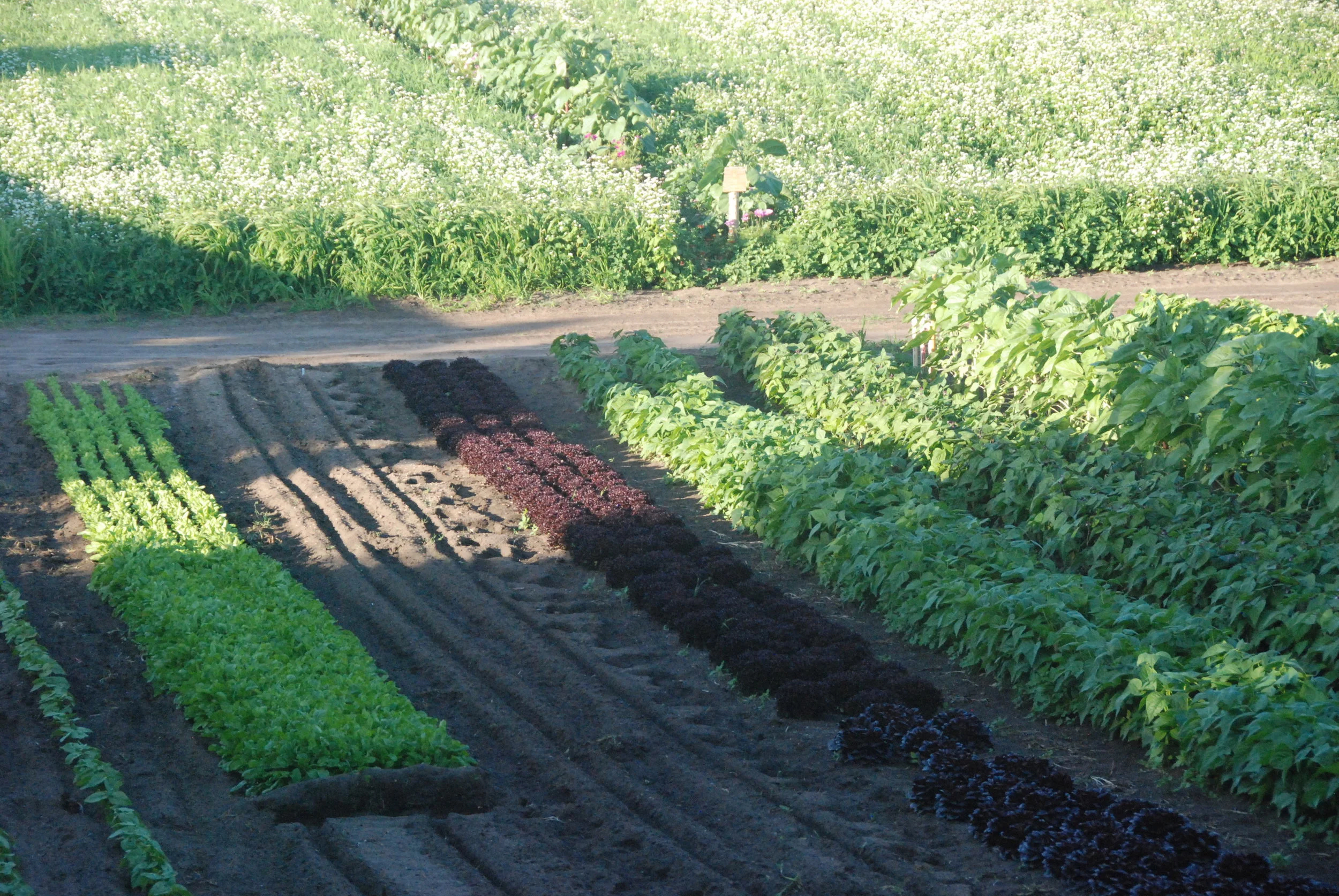 Summer Beans and Lettuce - with green manure crops preparing soil for Autumn Pea plantings