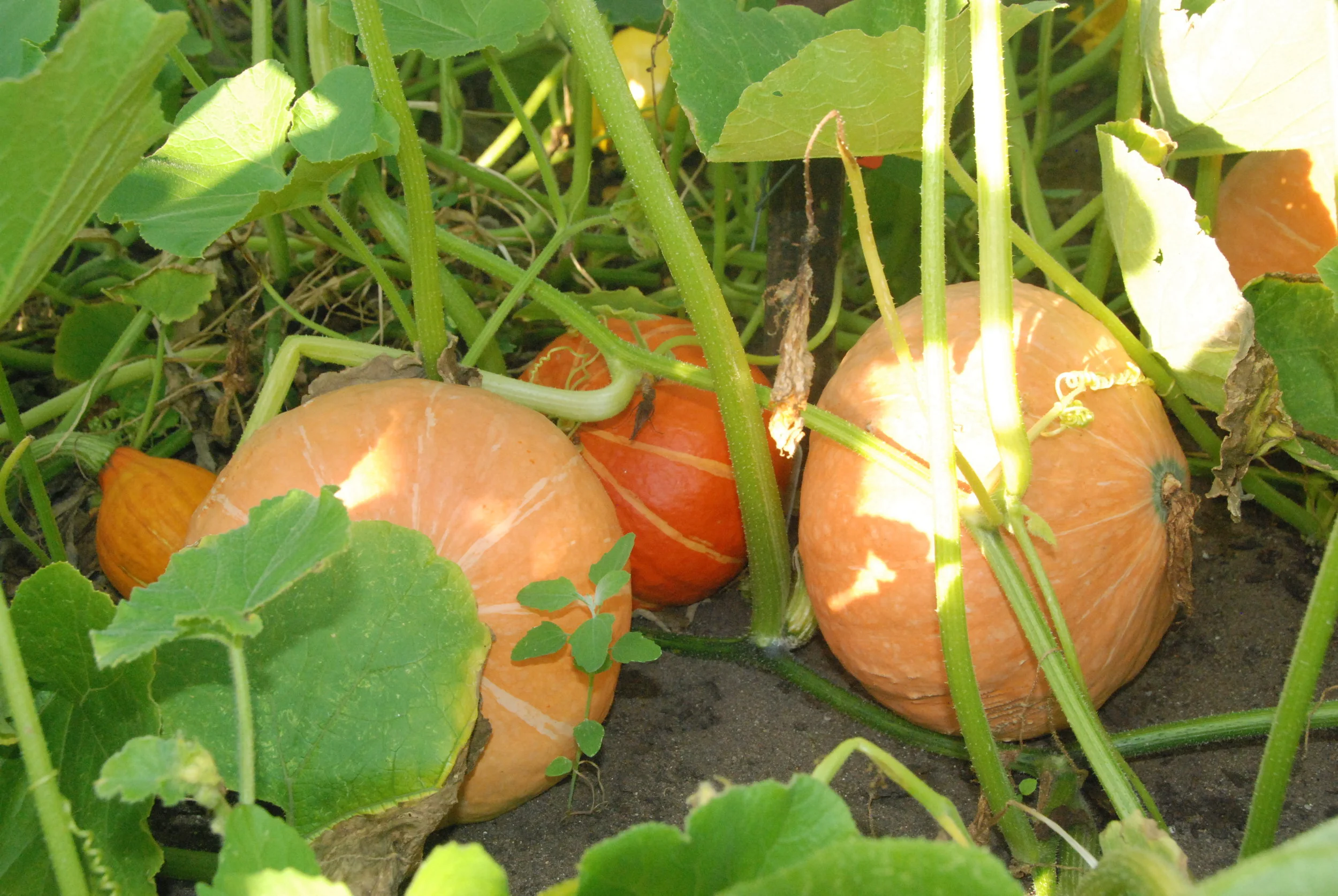 Harvesting these 'Potimarron' or 'Red Kuri' pumpkins this week