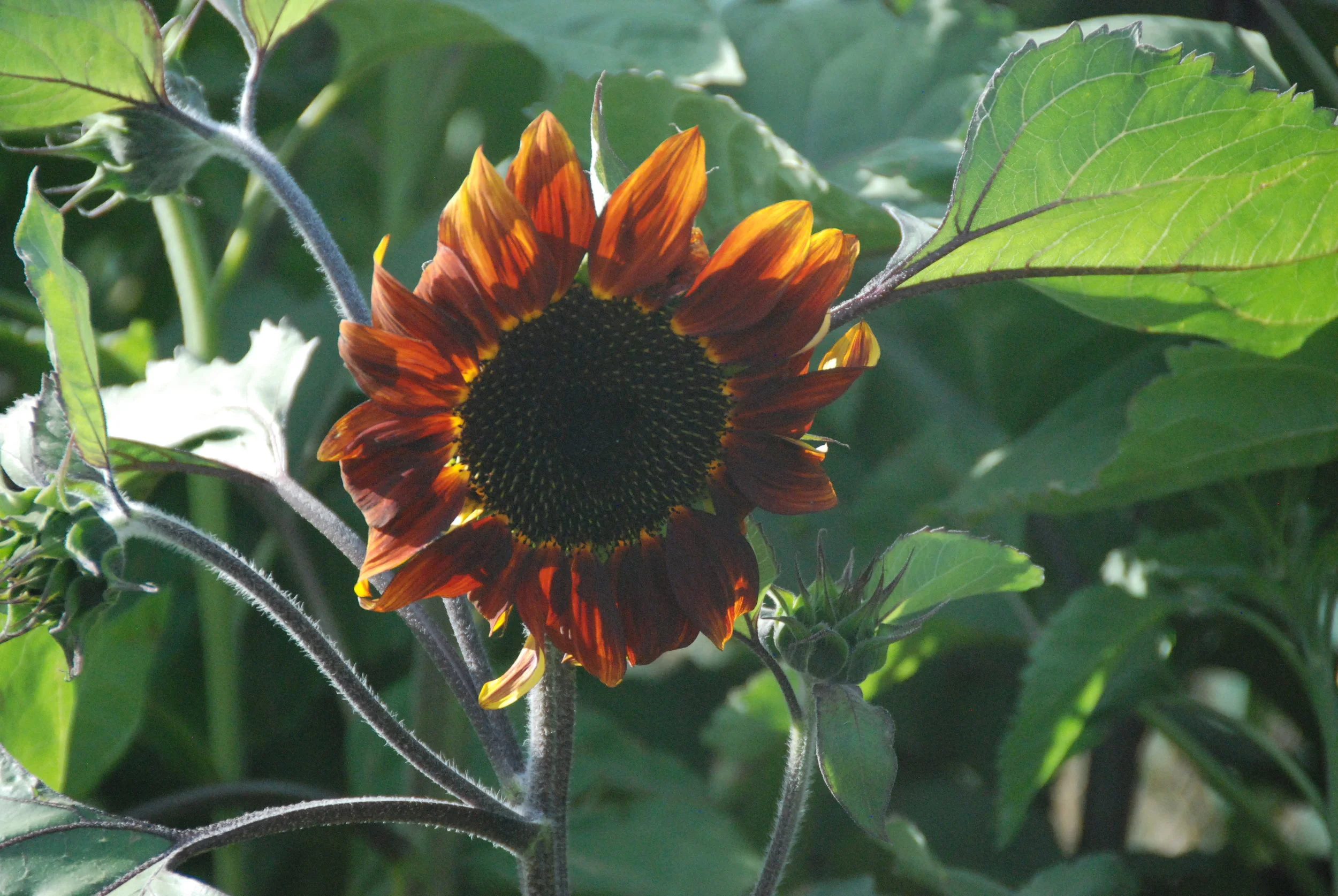 Farm filling up with Sunflowers for the end of the Summer season