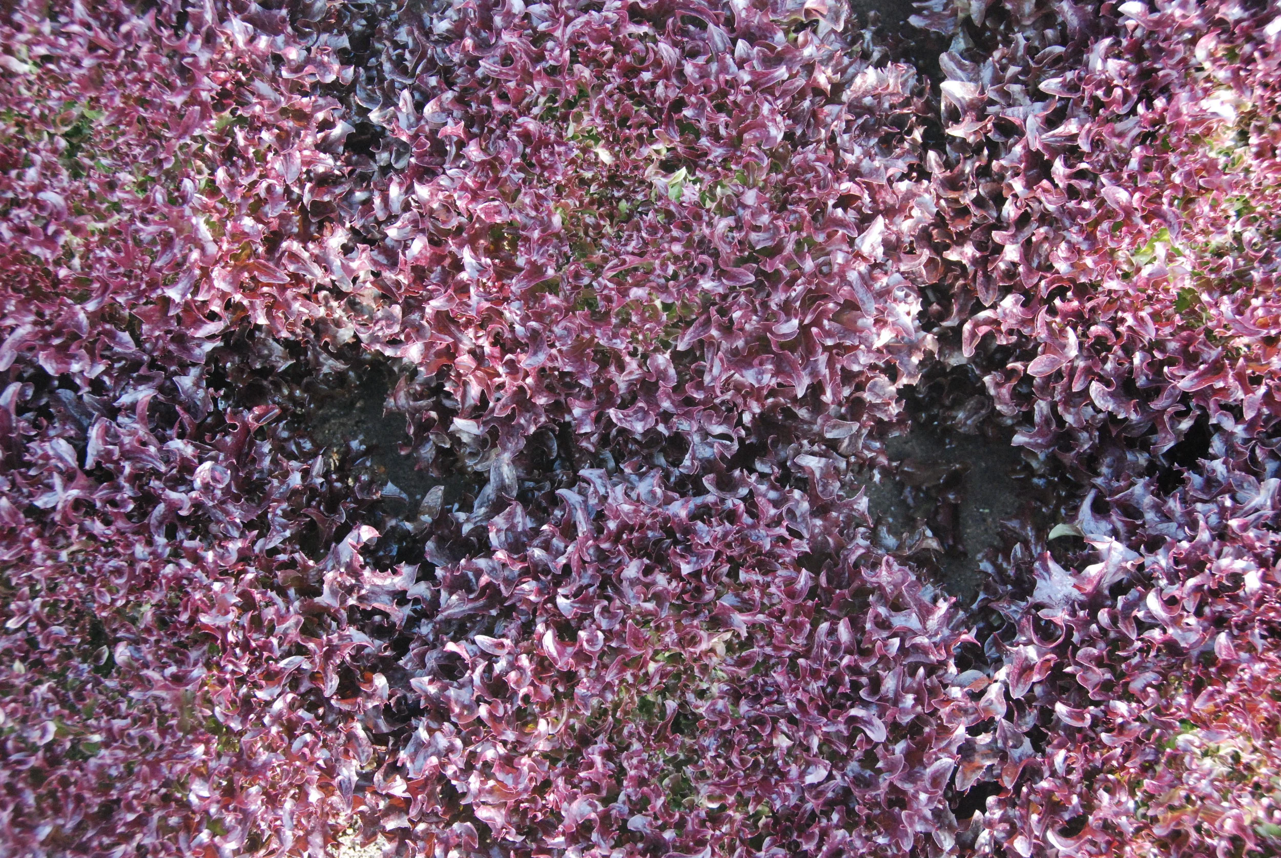 Red Frilled Lettuce