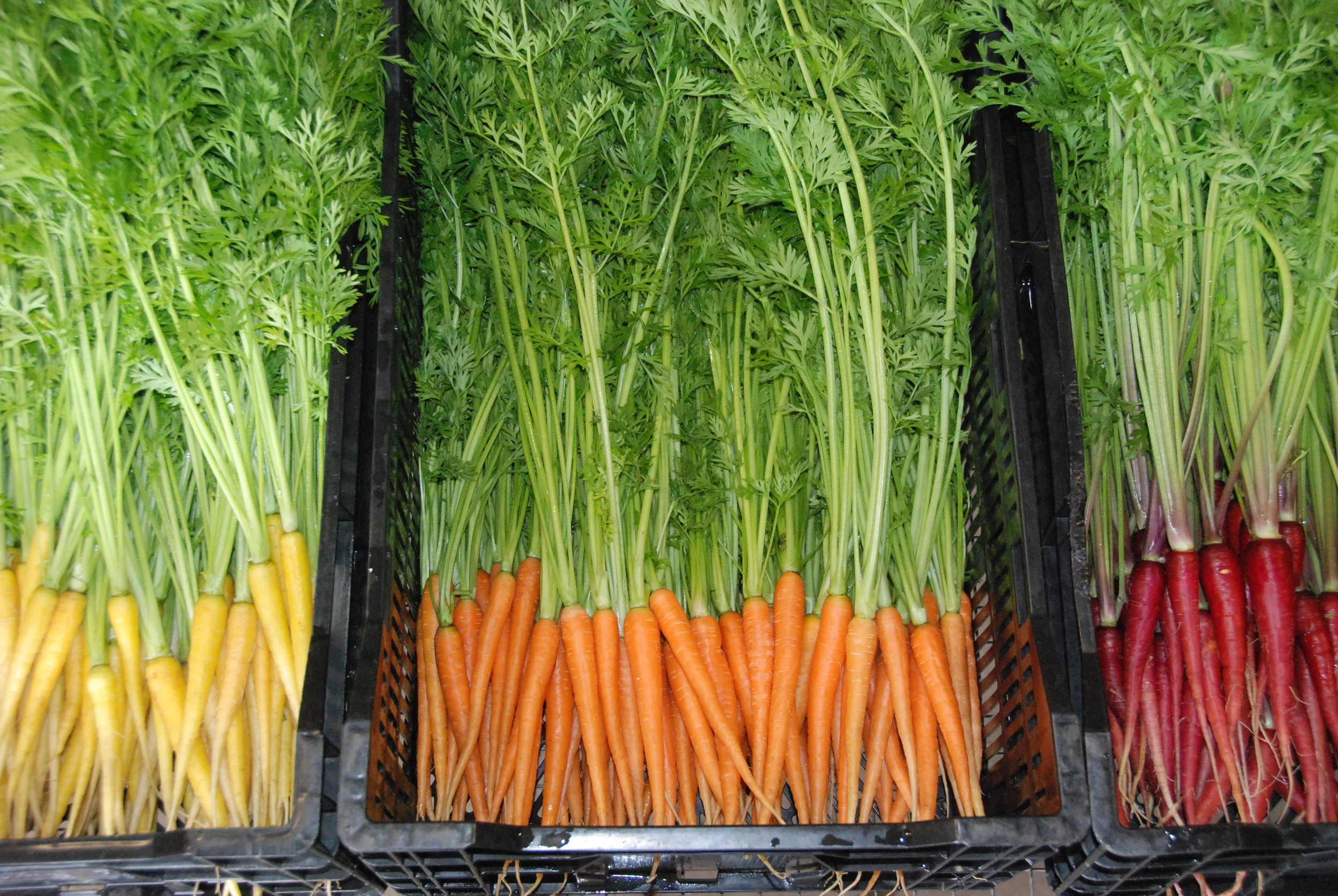 coloured heirloom carrots
