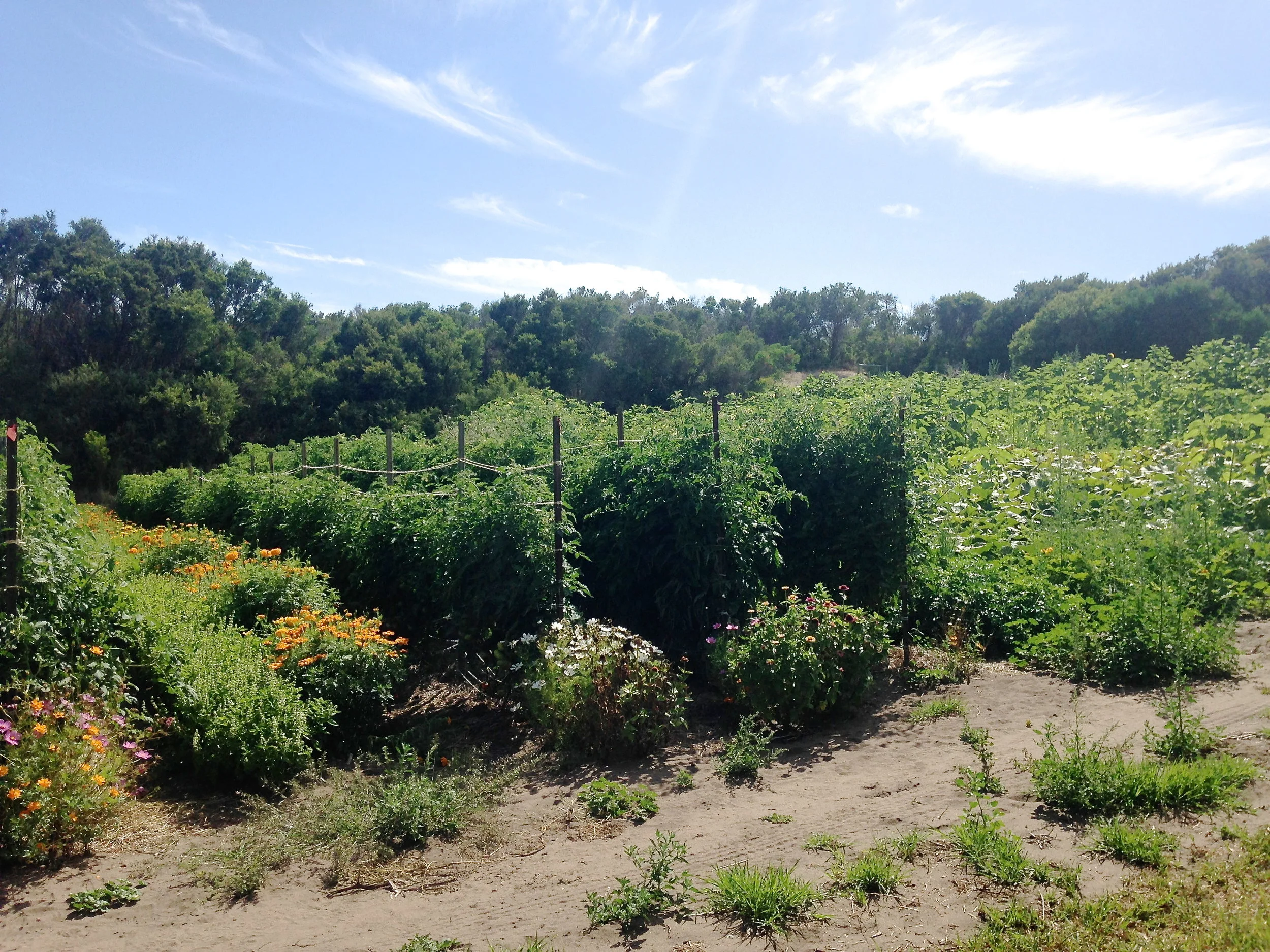 Field tomatoes and pumpkin patch