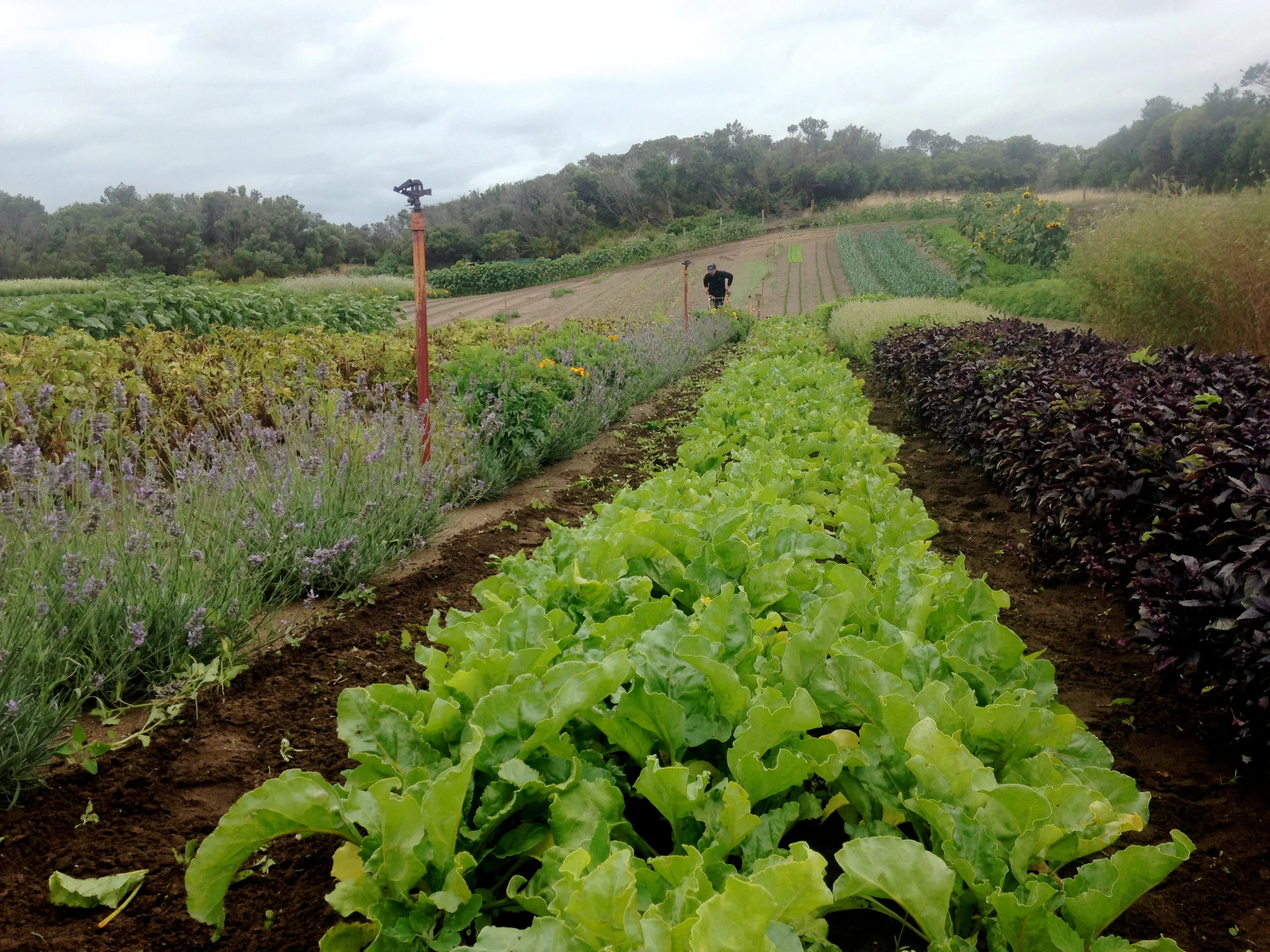 Wheel hoeing beetroot. Potatoes to the left, herbs to the right and Autumn leeks and celeriac in the background