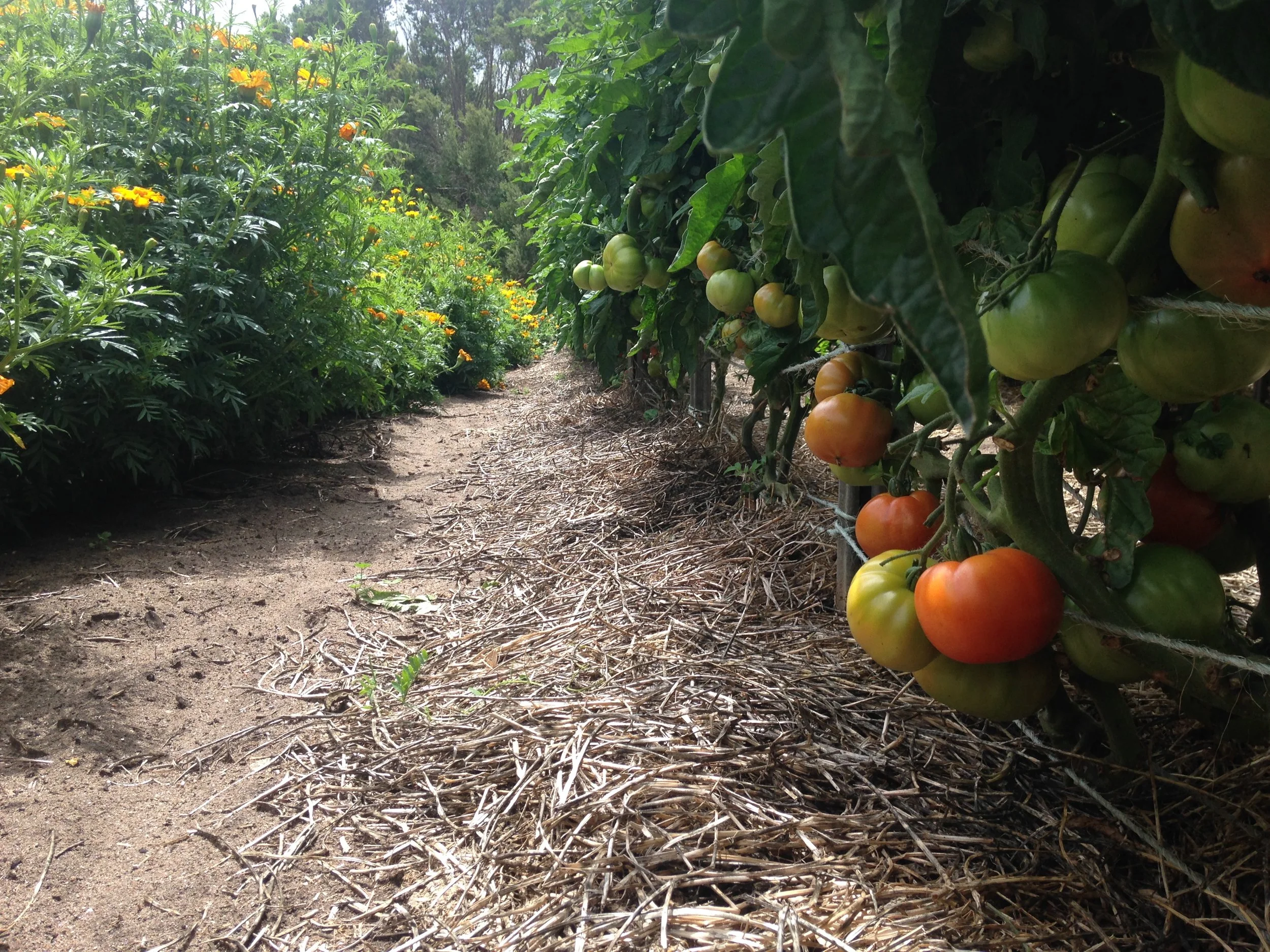 Field tomatoes finally ripening!