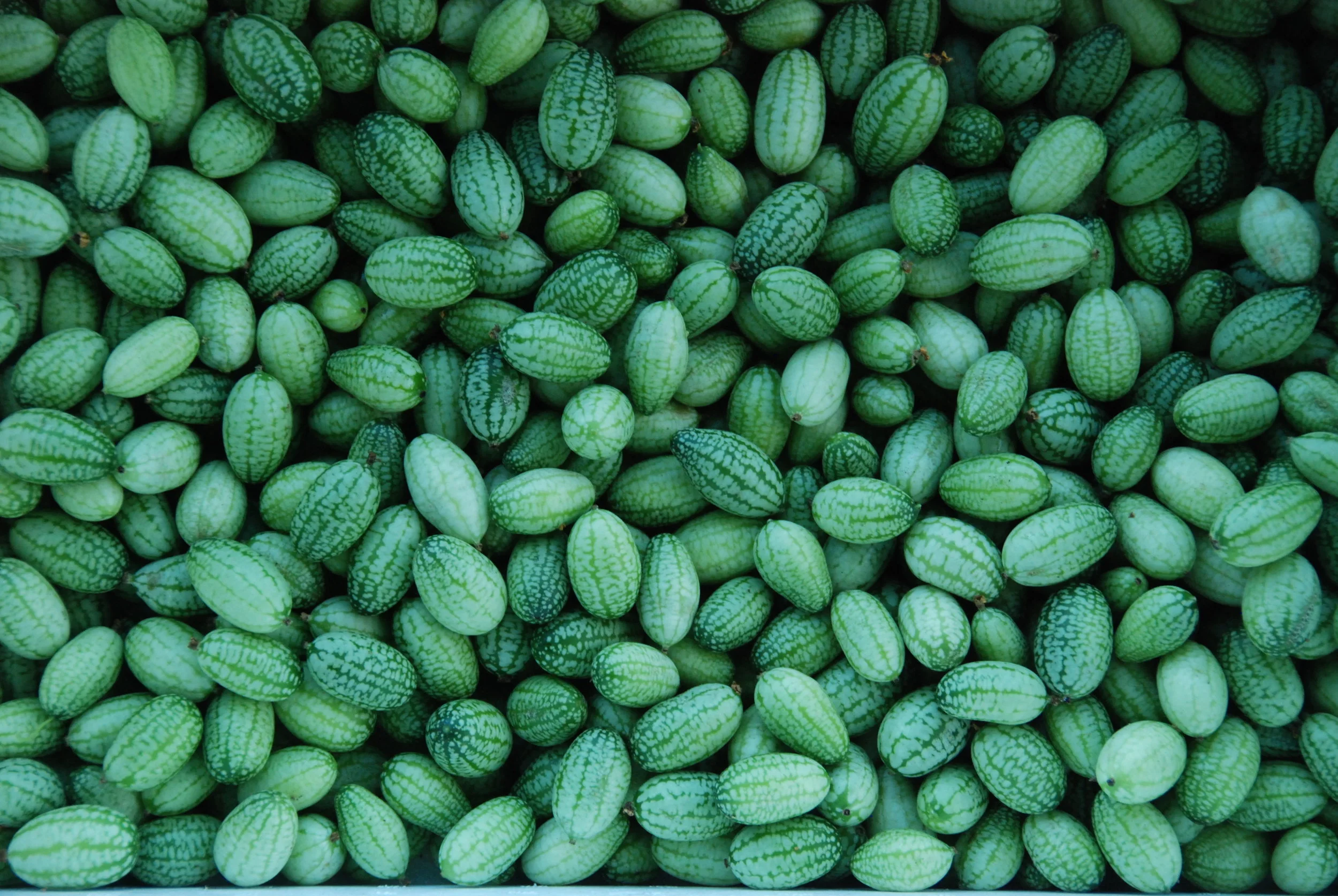 trialing new crops