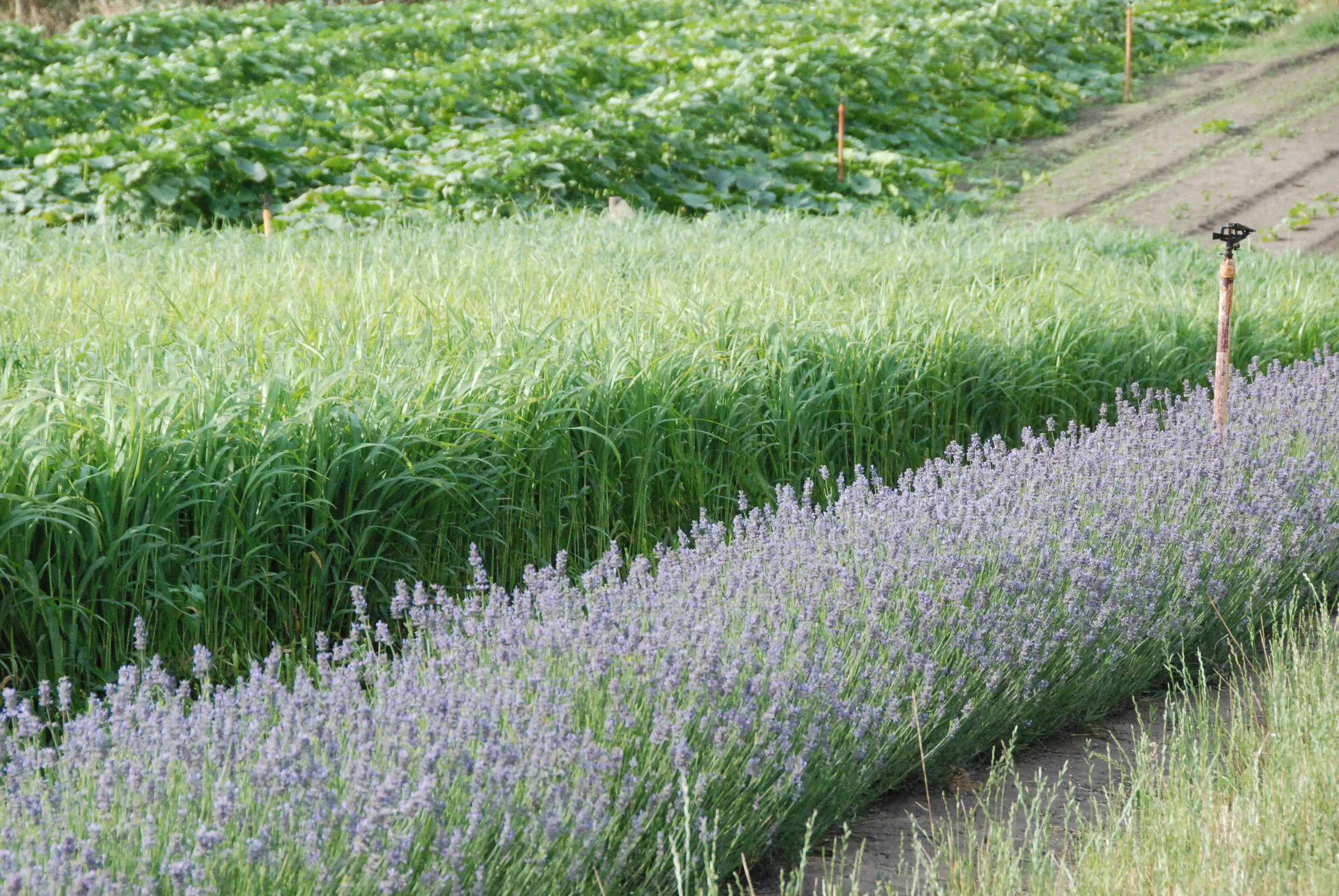 Lavender, green manure crop and pumpkins - DECEMBER 2017