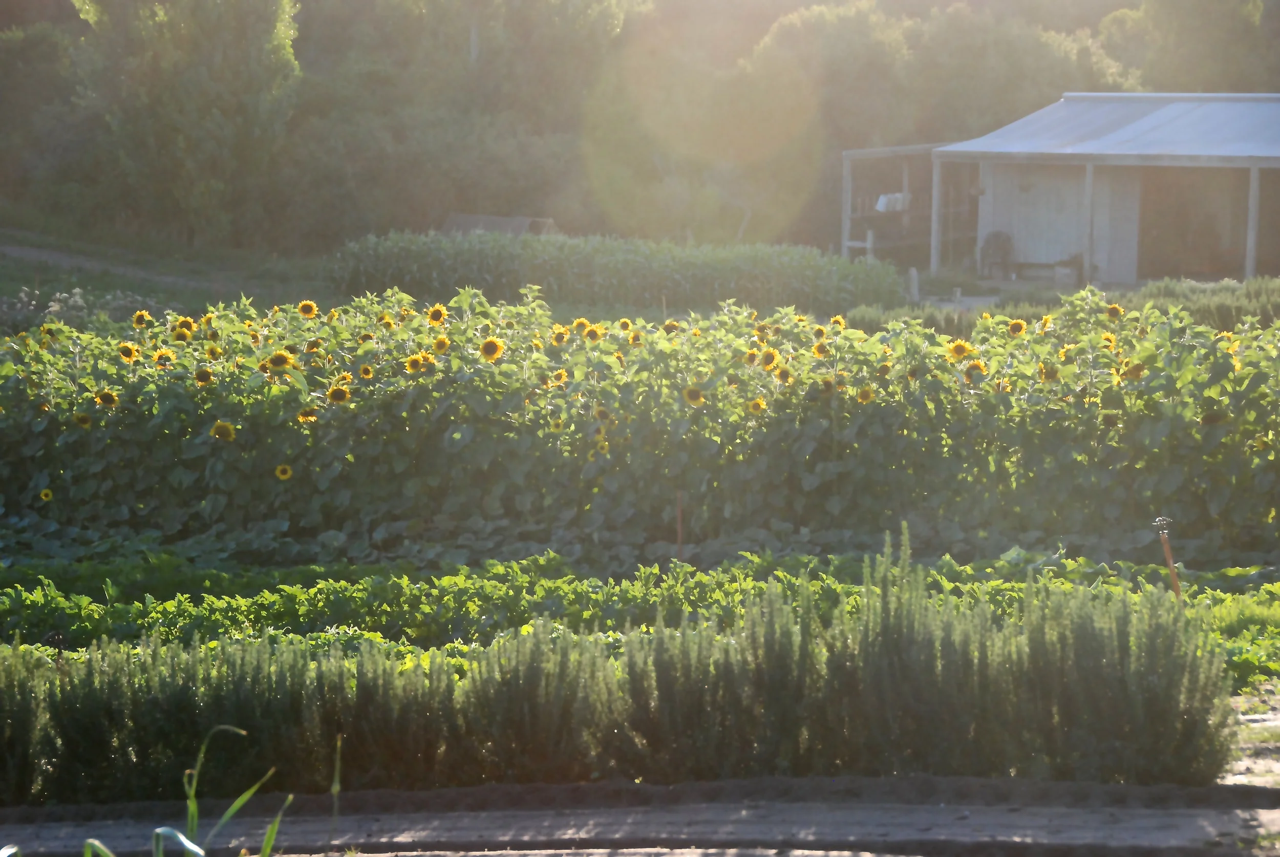 sunflowers, pumpkins, squash, rosemary - FEBRUARY 2018