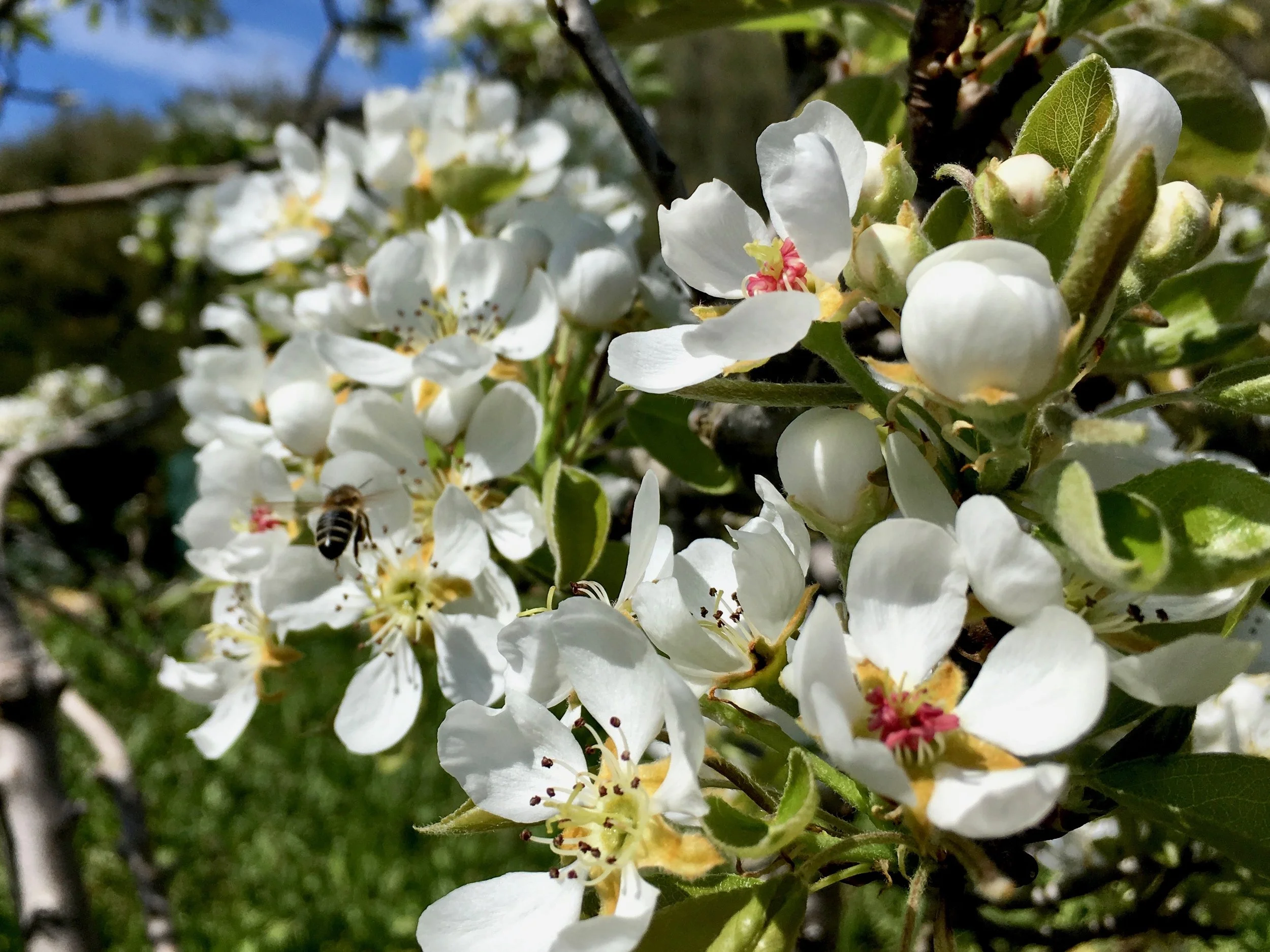 Pear Tree blossoms Oct 2018