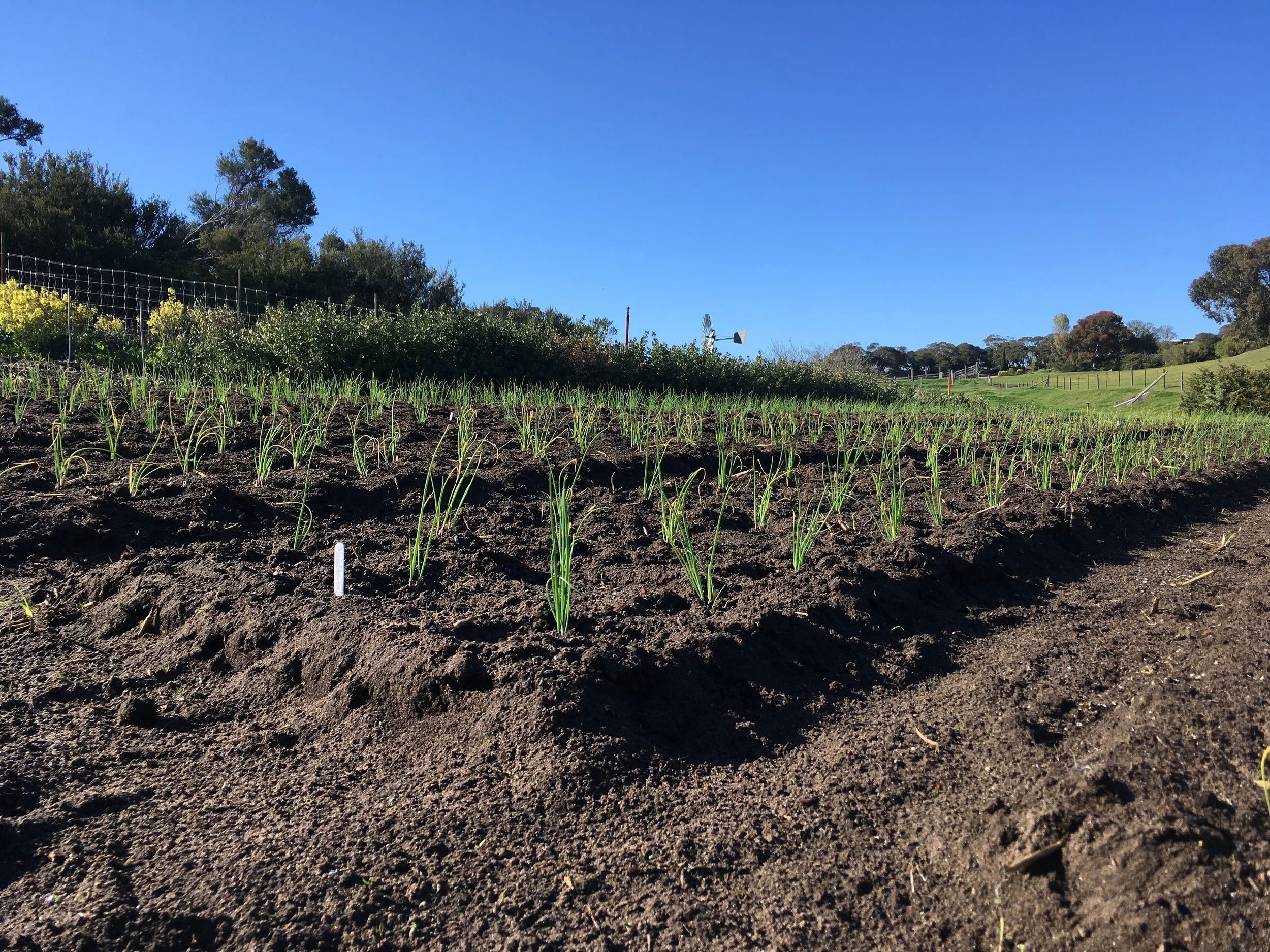 Onions transplanted in the field Oct 2018