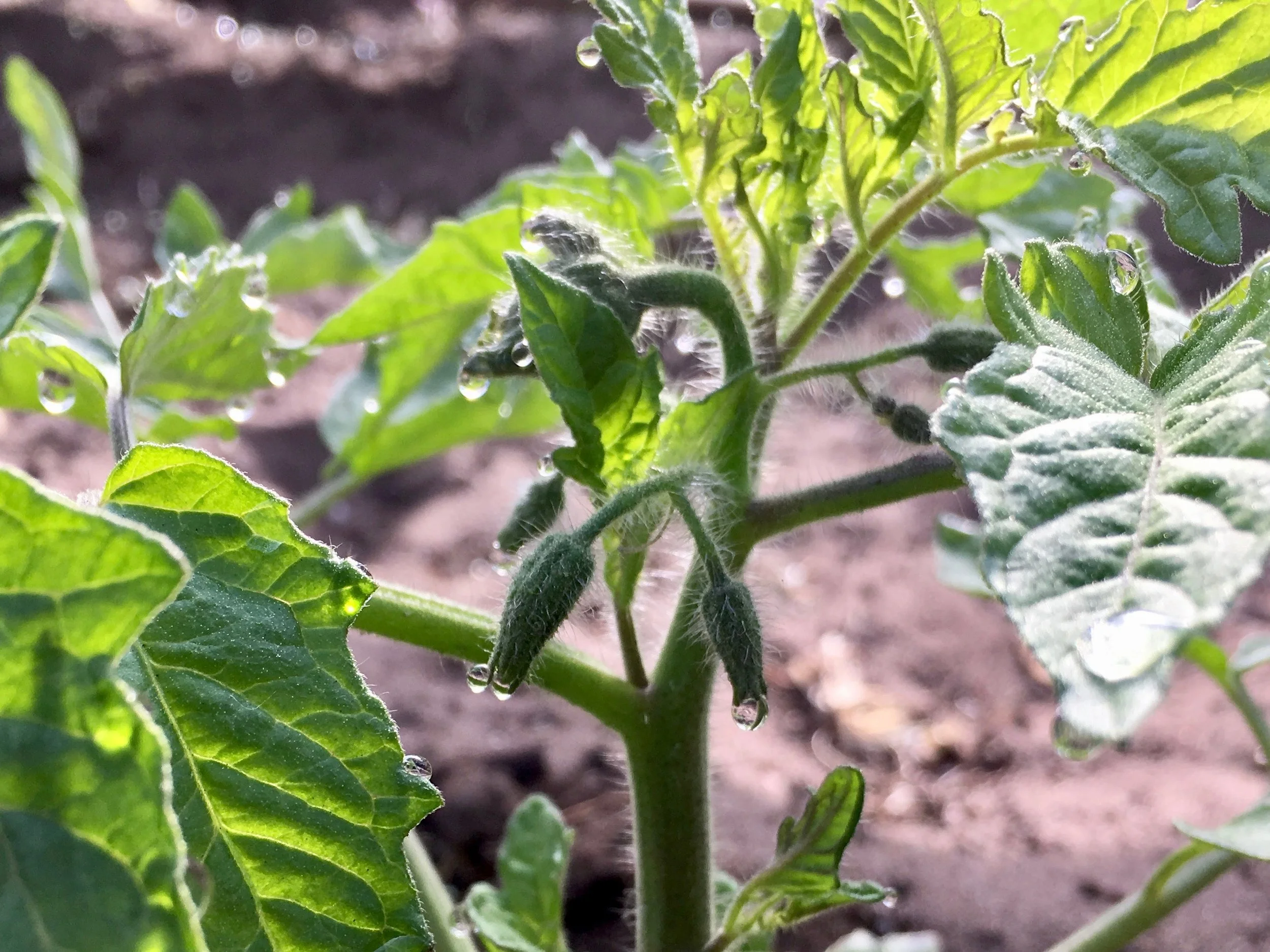Tomatoes transpiring - these early tomatoes have been planted in a polytunnel with the aim of having christmas tomatoes for our csa - Sept 2018