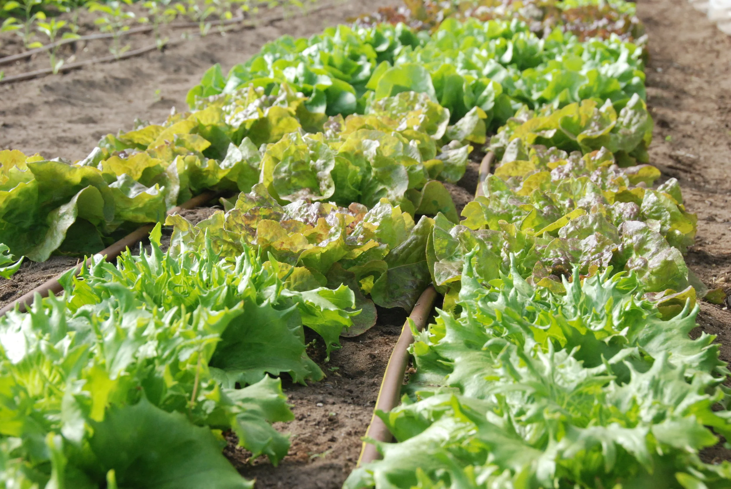 Lettuce trials - october 2018