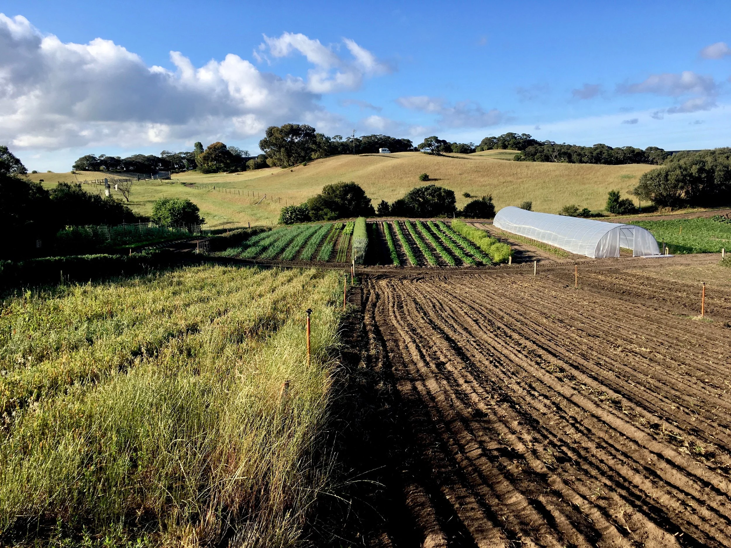 Foreground - Green manure crops ready to be incorporated (left) and newly sown (right); Background - Onions (left) and potatoes (right) - Nov 2018