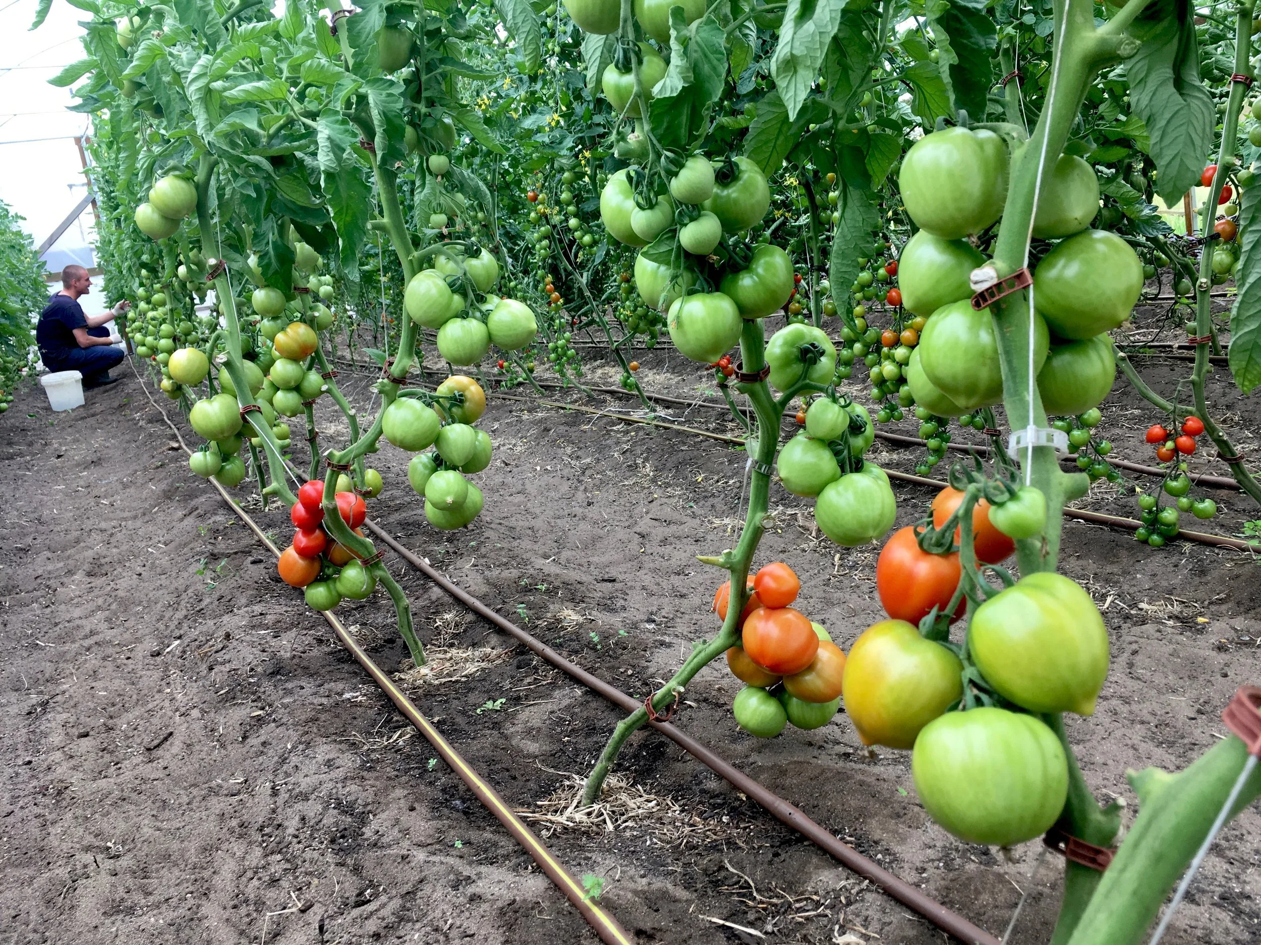 Polytunnel tomatoes - Dec 2018