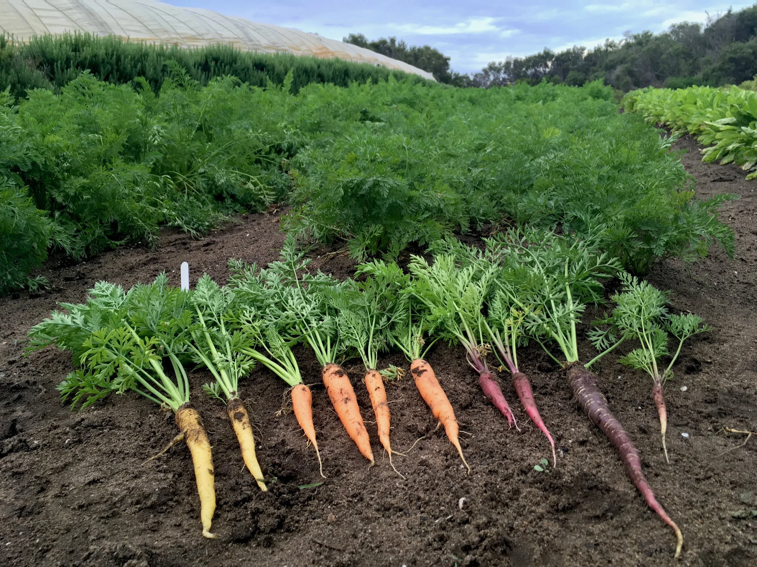 Carrot variety trials - Dec 2018