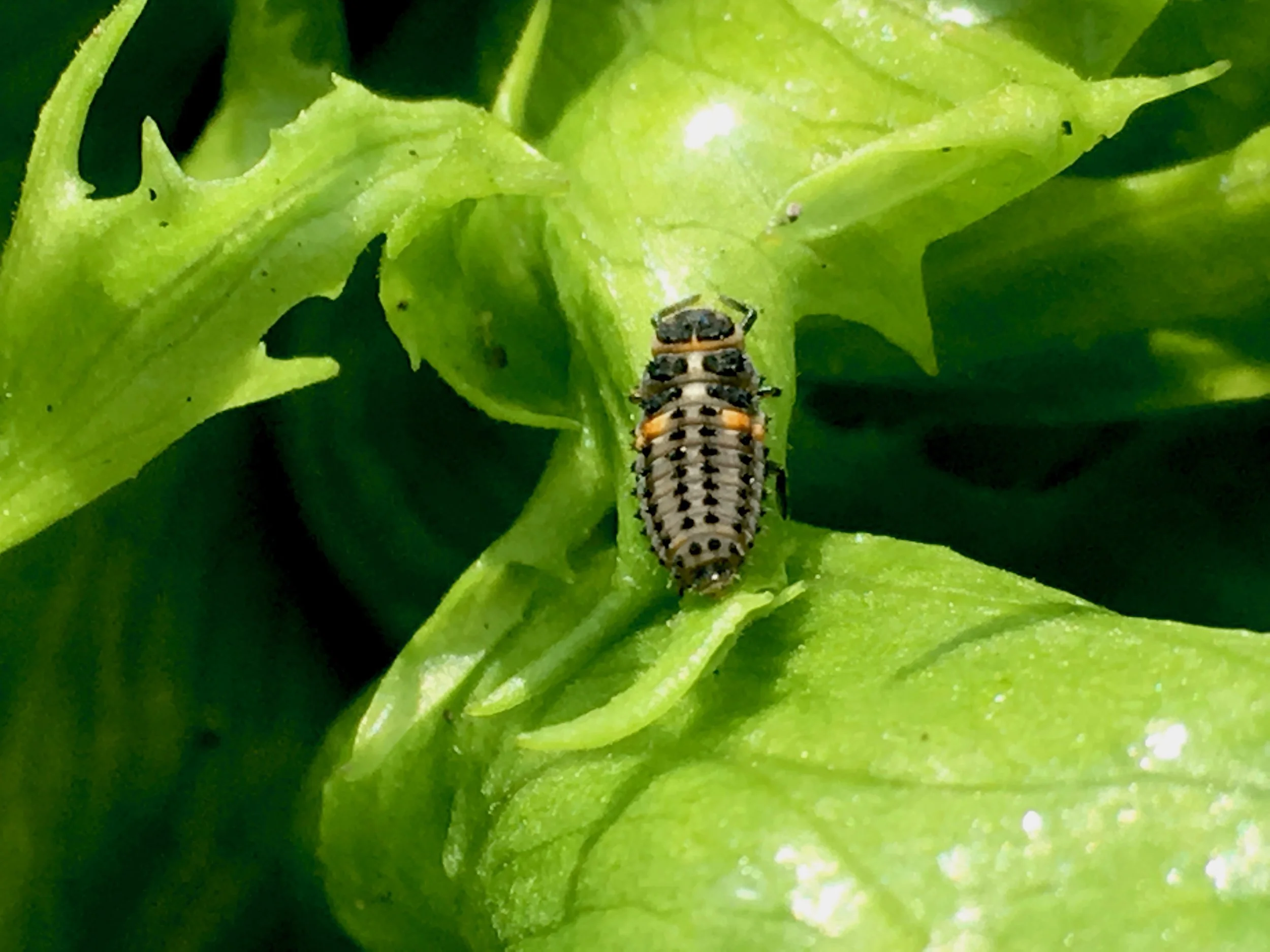 Ladybettle larvae love to grasp and bite aphids - Nov 2018
