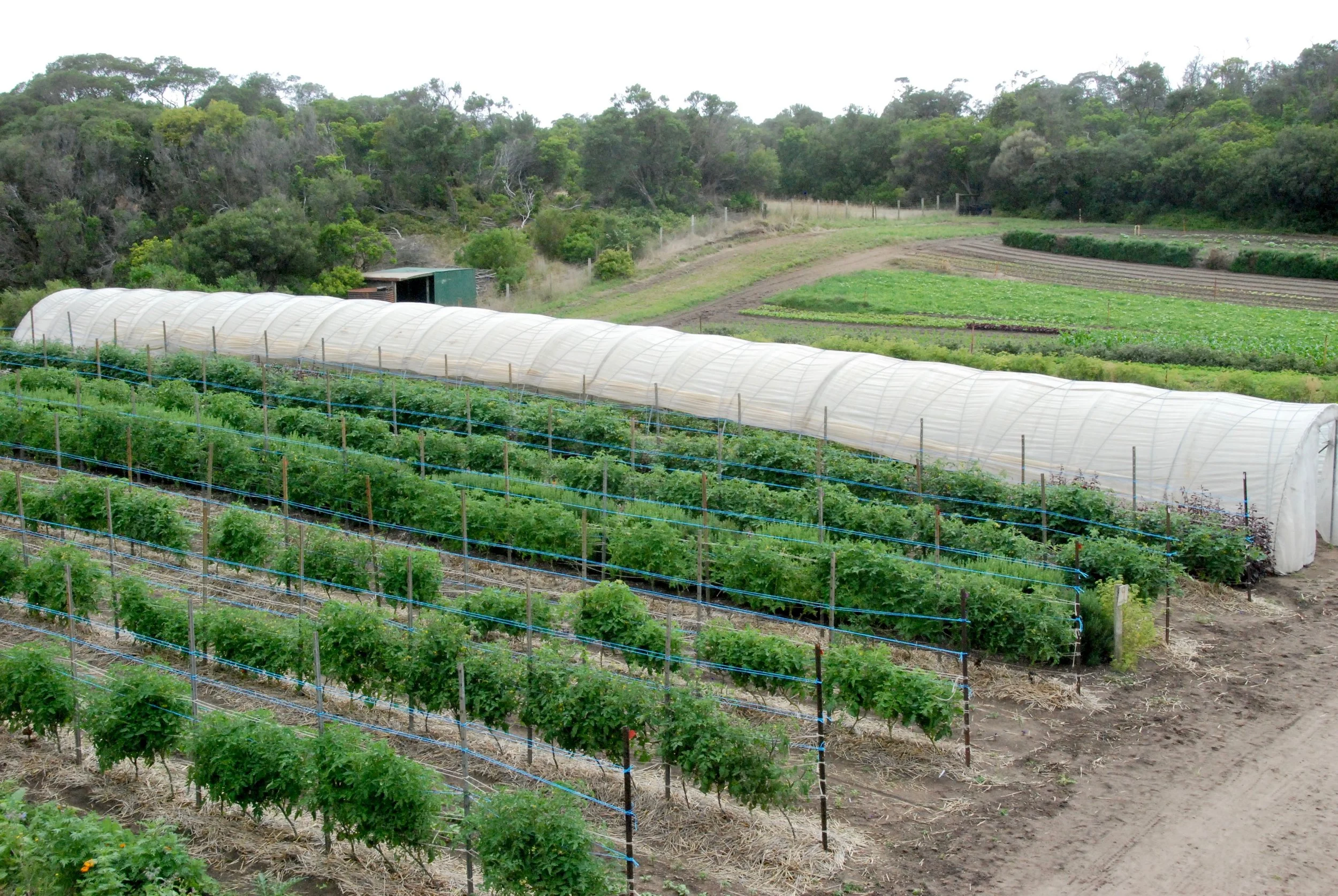 Field Tomato crop mid Dec 2018