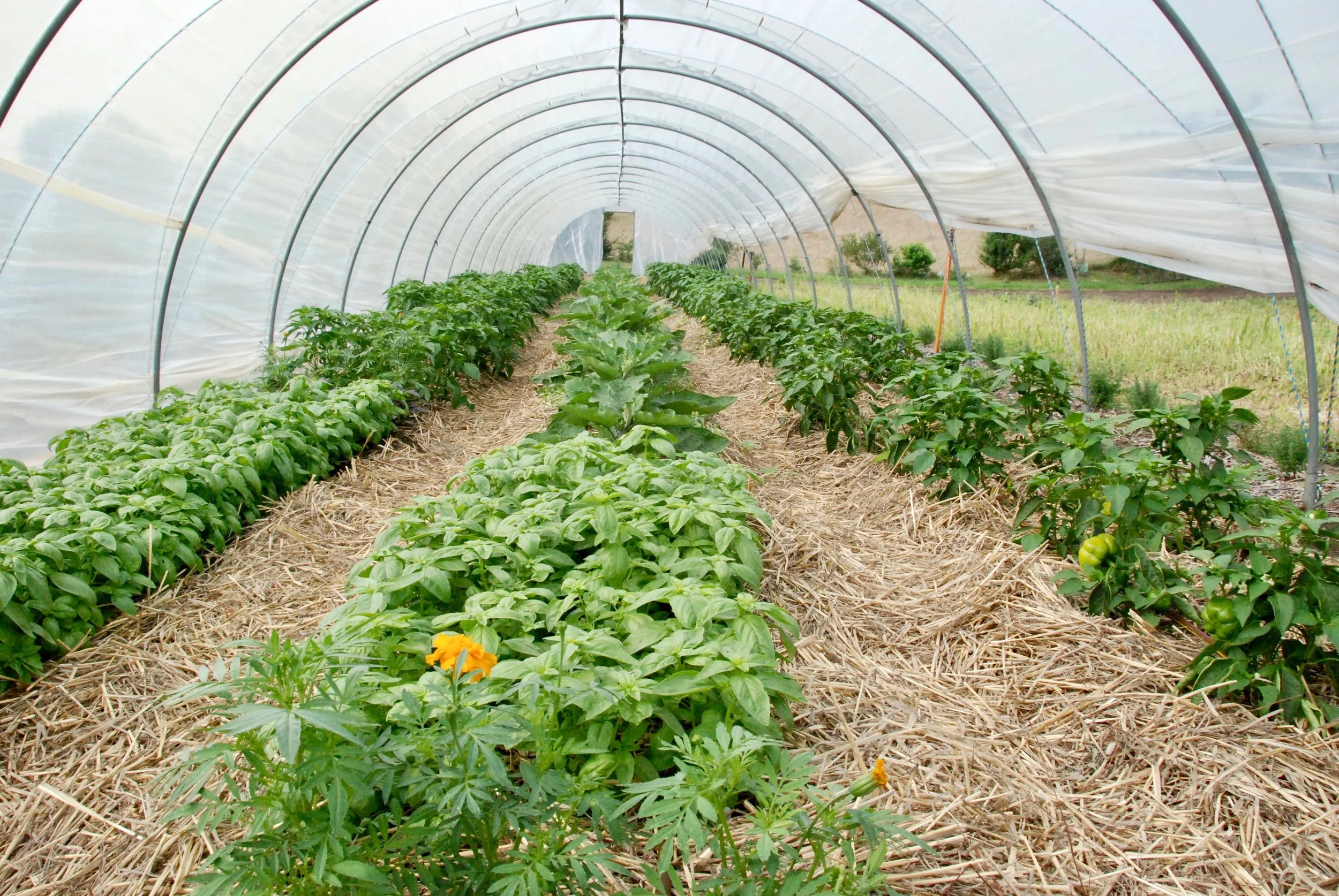 Small caterpillar tunnels with basil, capsicums and eggplants - there are flowers to feed beneficial insects throughout - mid Dec 2018
