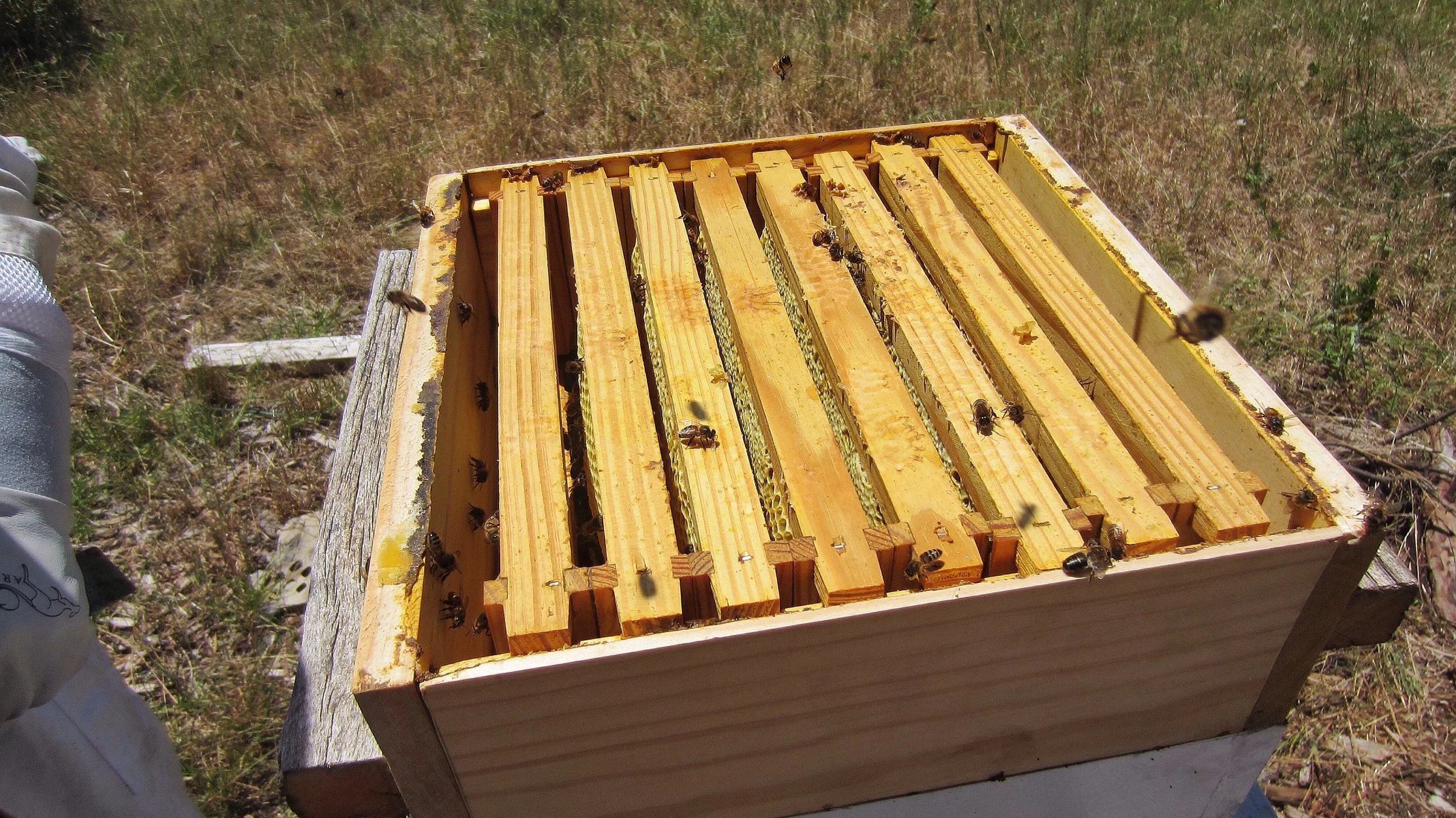 Checking on the bees. We use natural bee practices where the bees build their own comb - Dec 2018