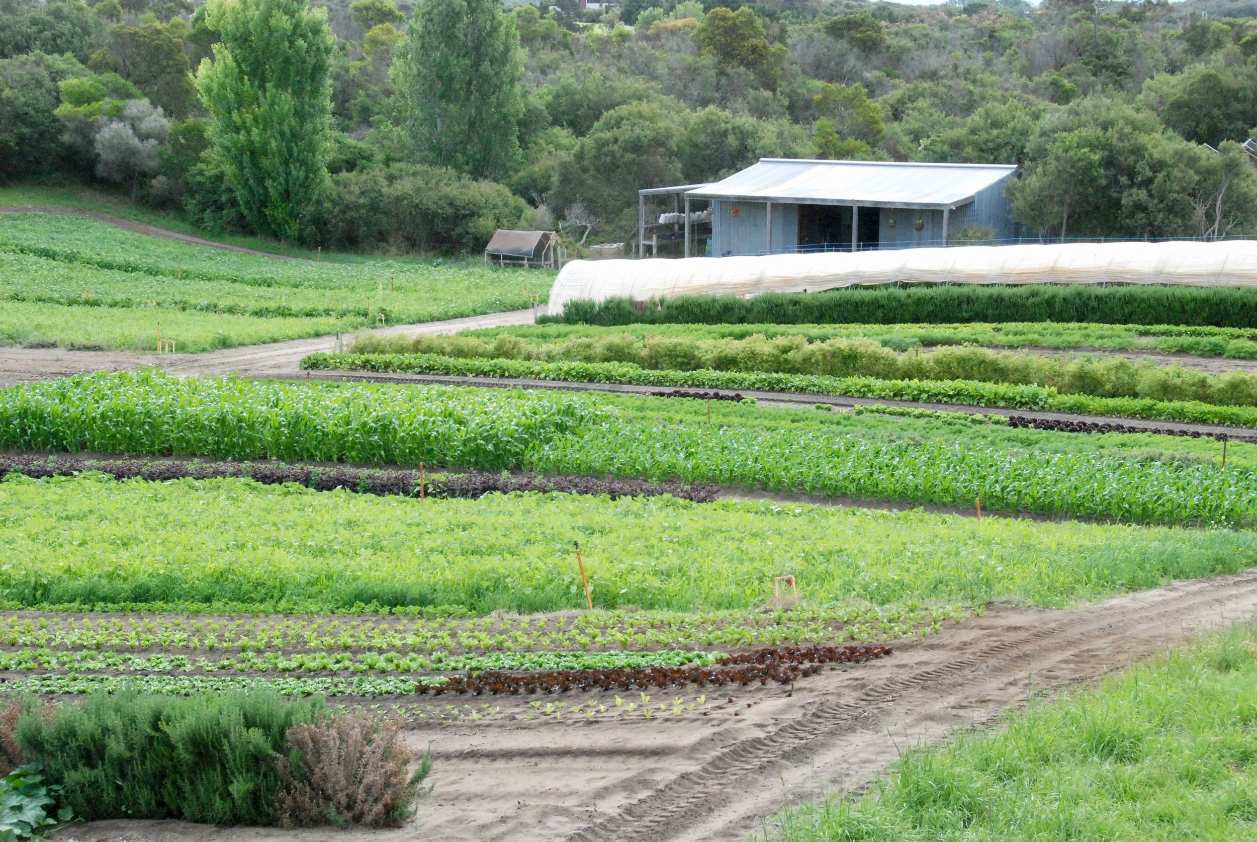 The farm is a rotating tapestry of green manure crops growing, soil prepared, and food crops at all stages of maturity.