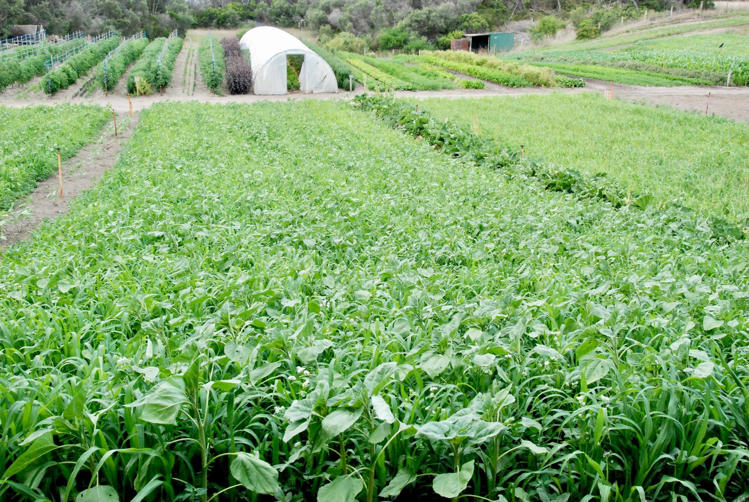 Sunflowers in the green manure bud while flowers in the tomatoes and hedgerows bloom. These green manures our our next crops food. Soon they will be mowed and incorporated, the soil life with transform them into stable humus which holds carbon and feeds the crop! Working within the natural cycle is amazing.