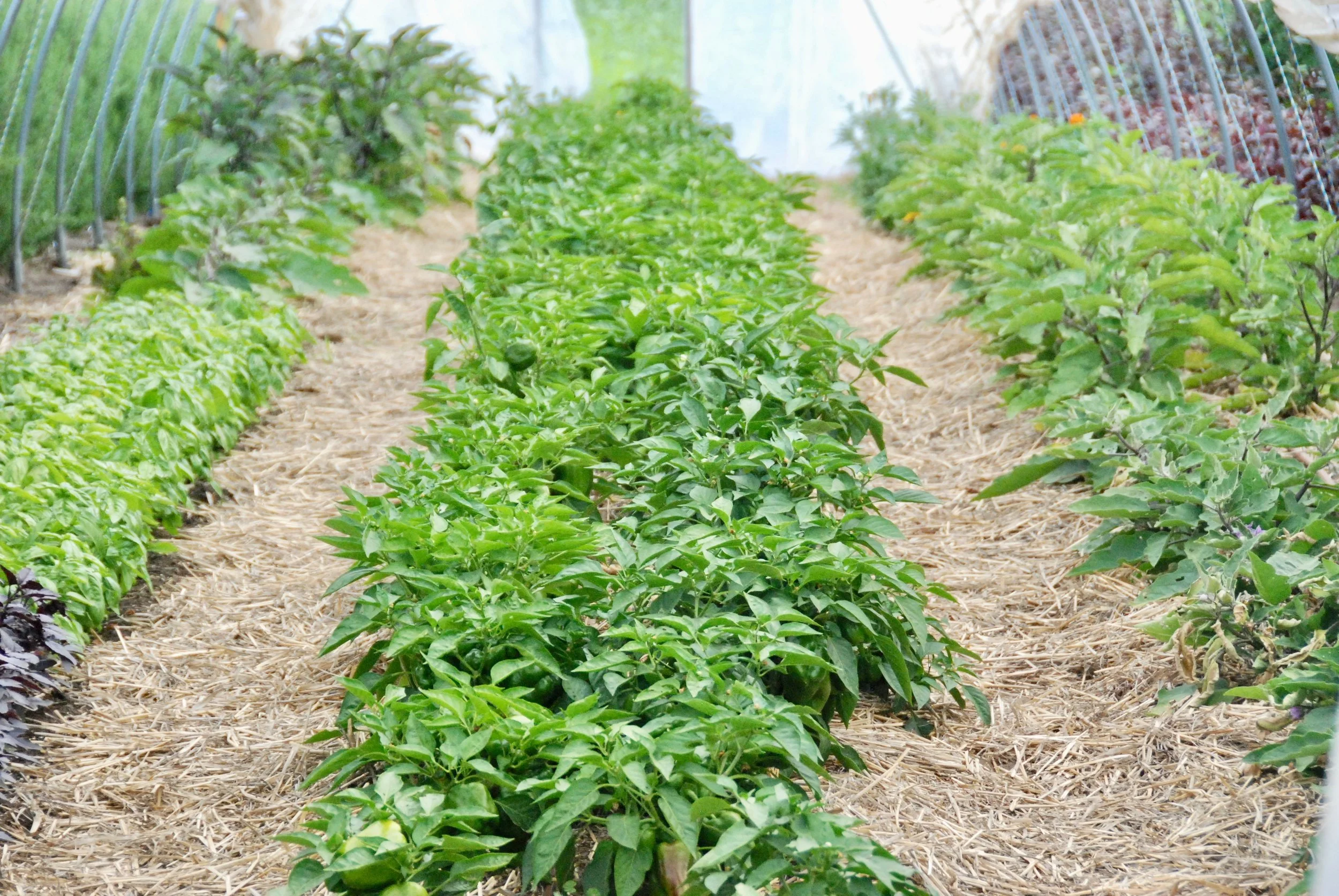 Capsicum and eggplant mature.