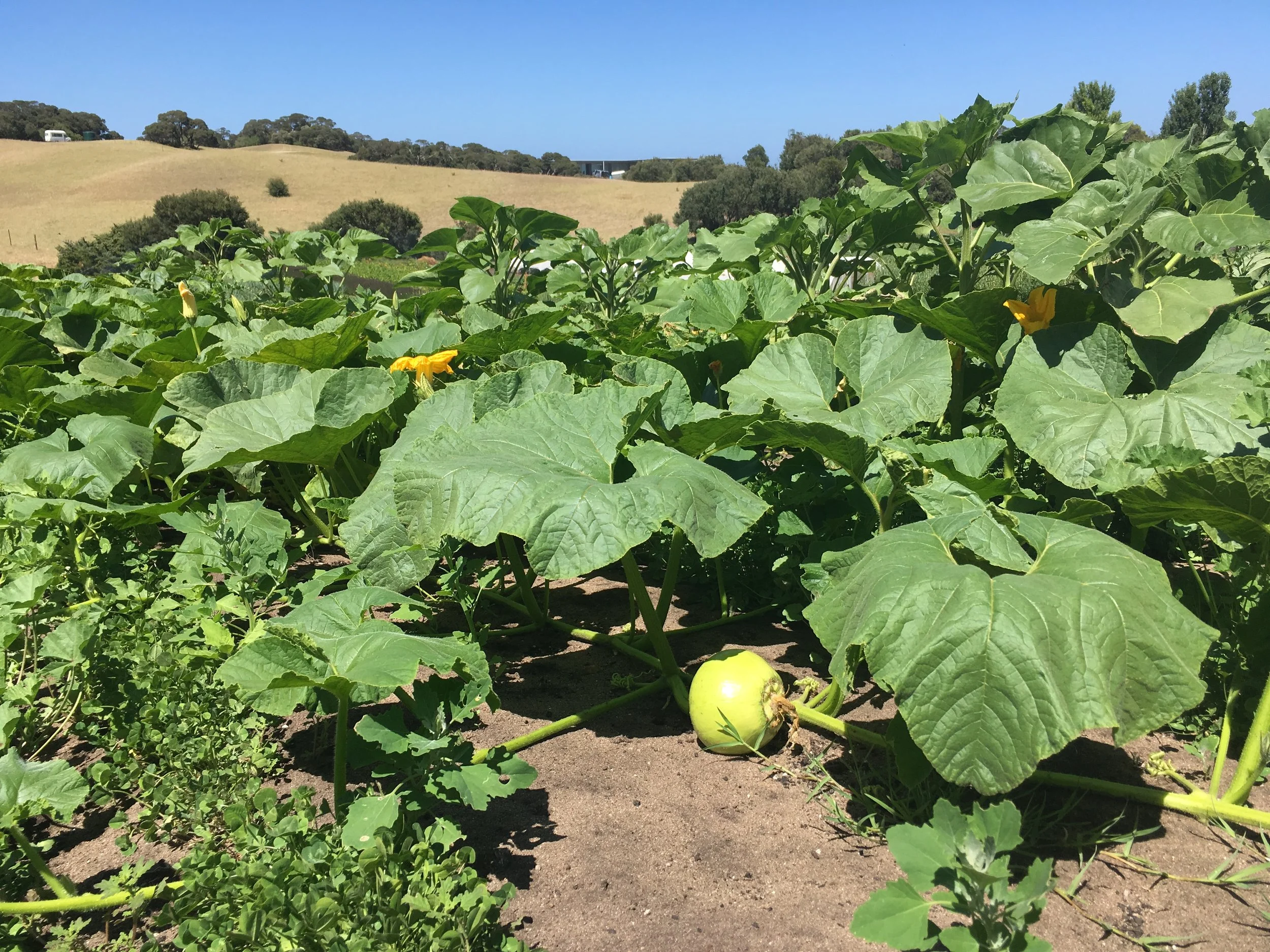 Pumpkins flower, are pollinated and grow!