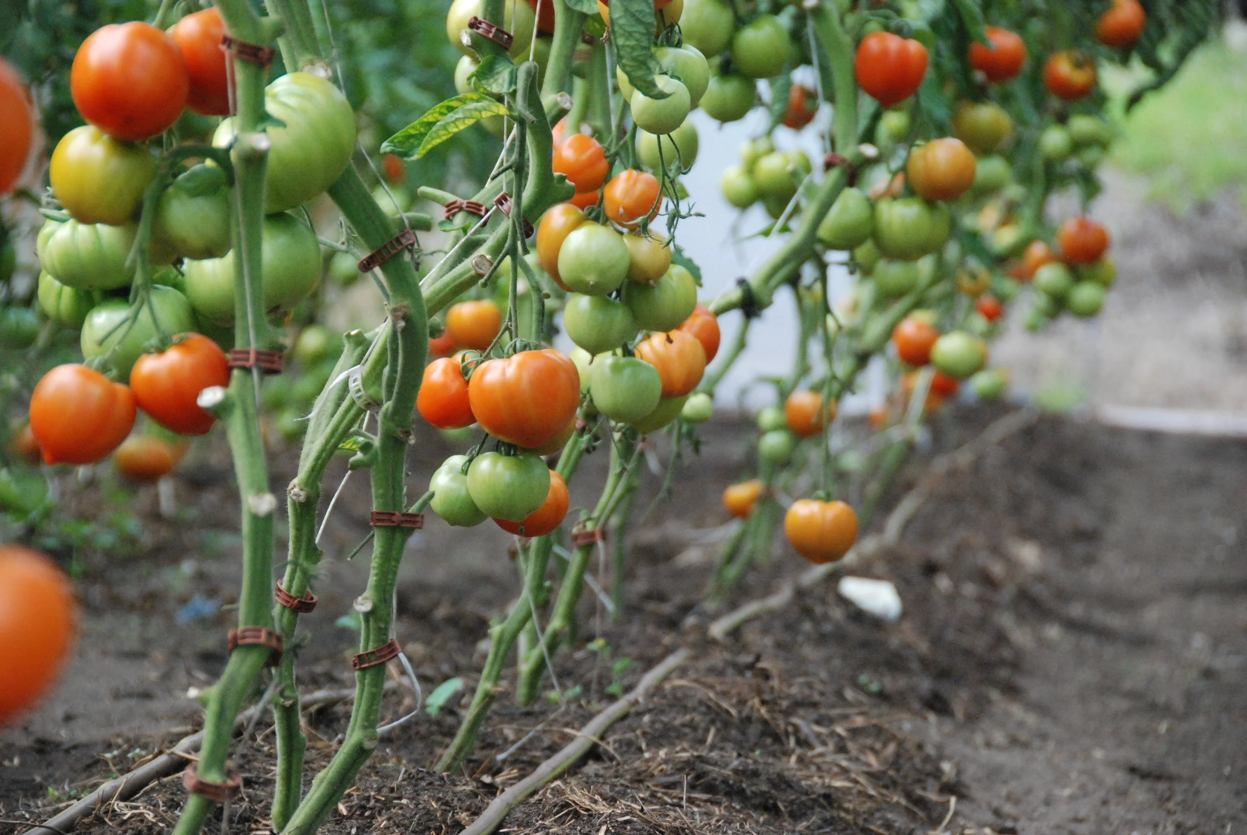 In the long days of summer, tomatoes ripen…