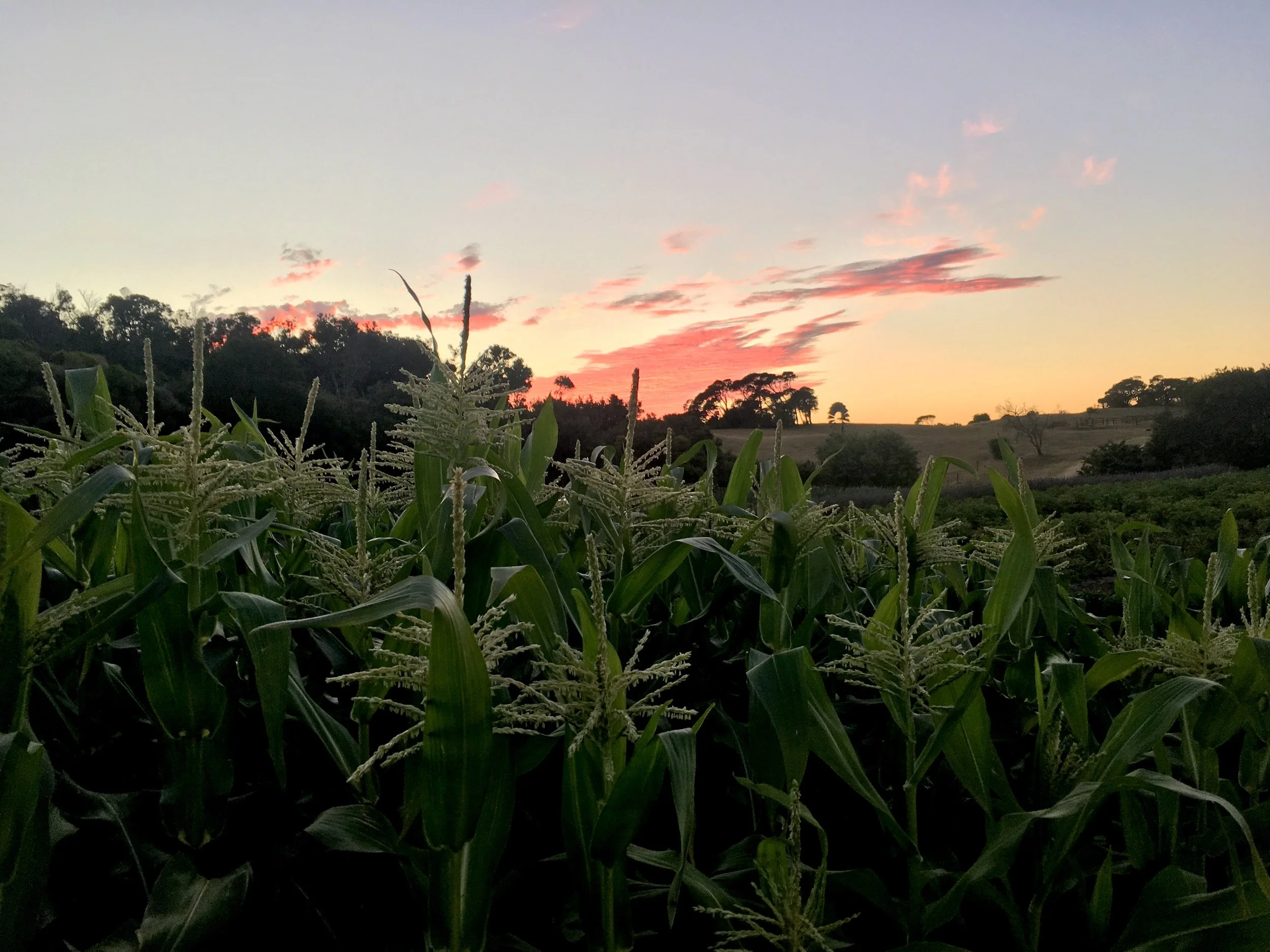 Corn tassels.