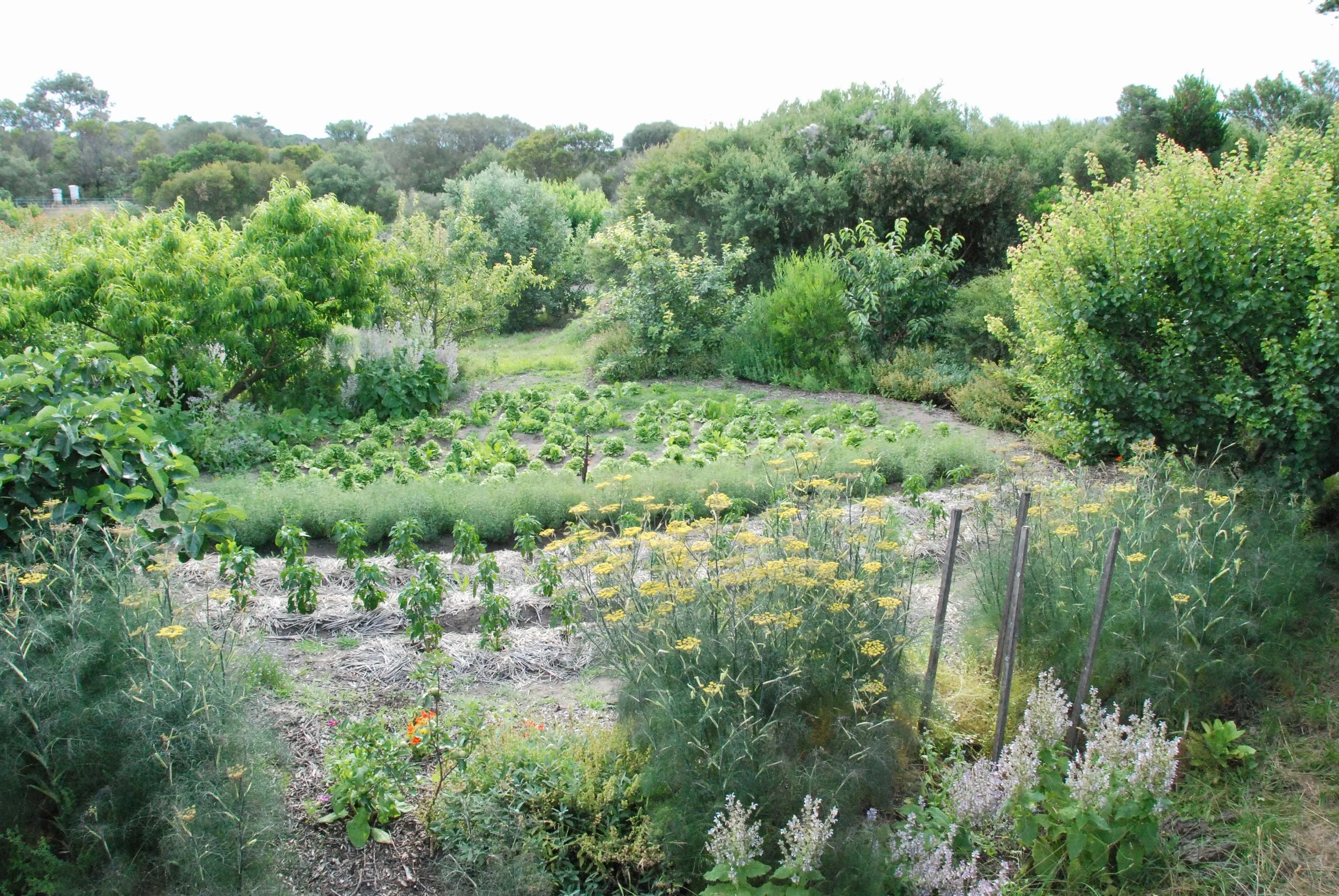 Seed crops are thriving.