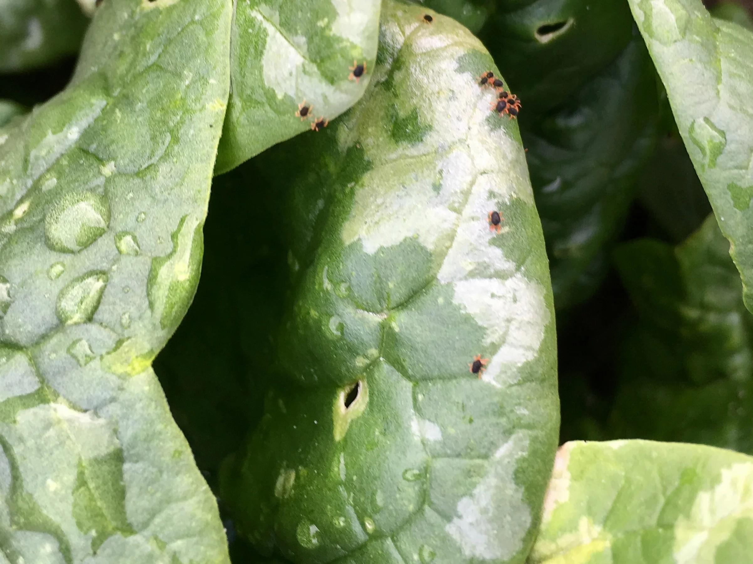 Red Legged Earth Mite(RLEM) on Spinach
