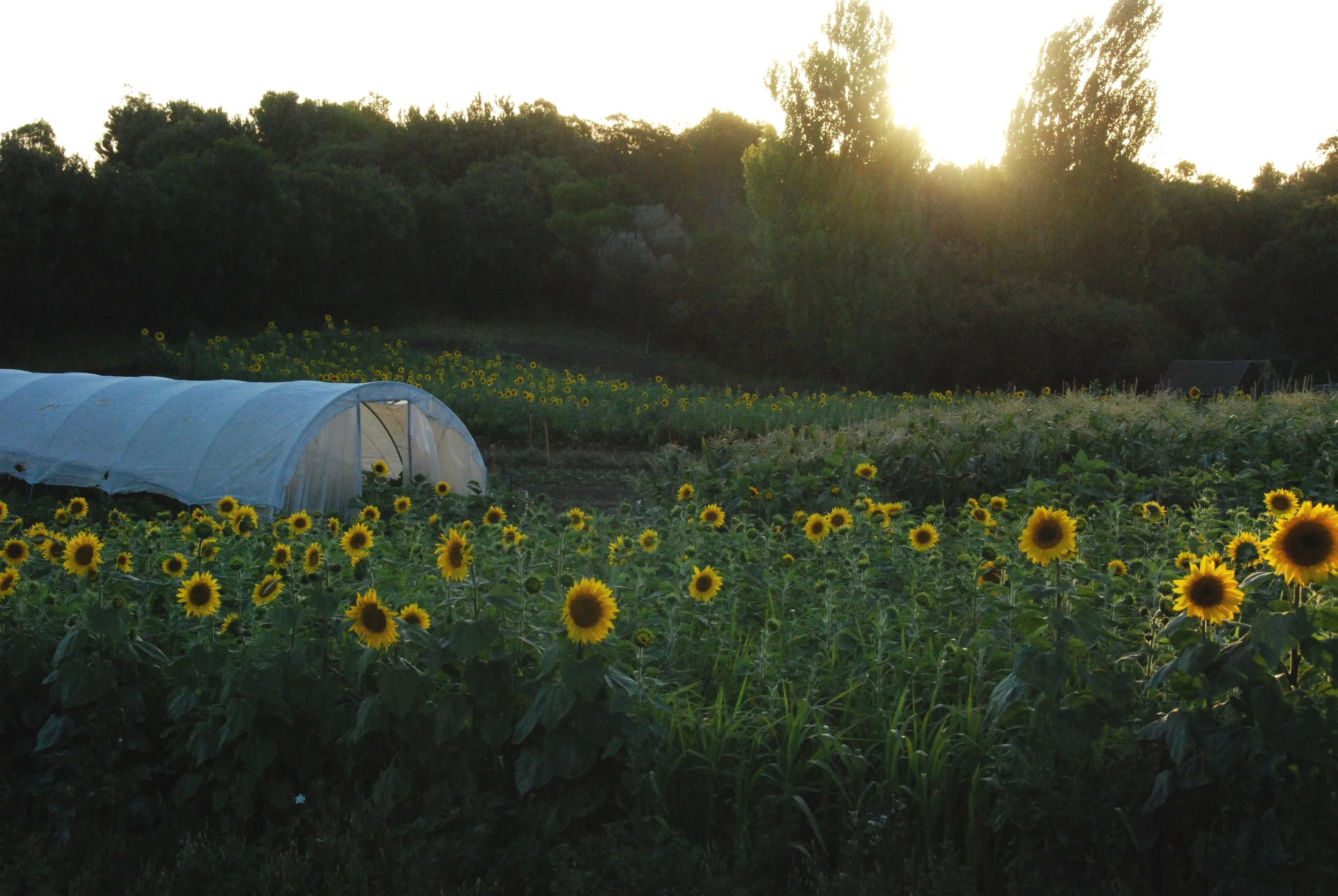 Summer sunflowers
