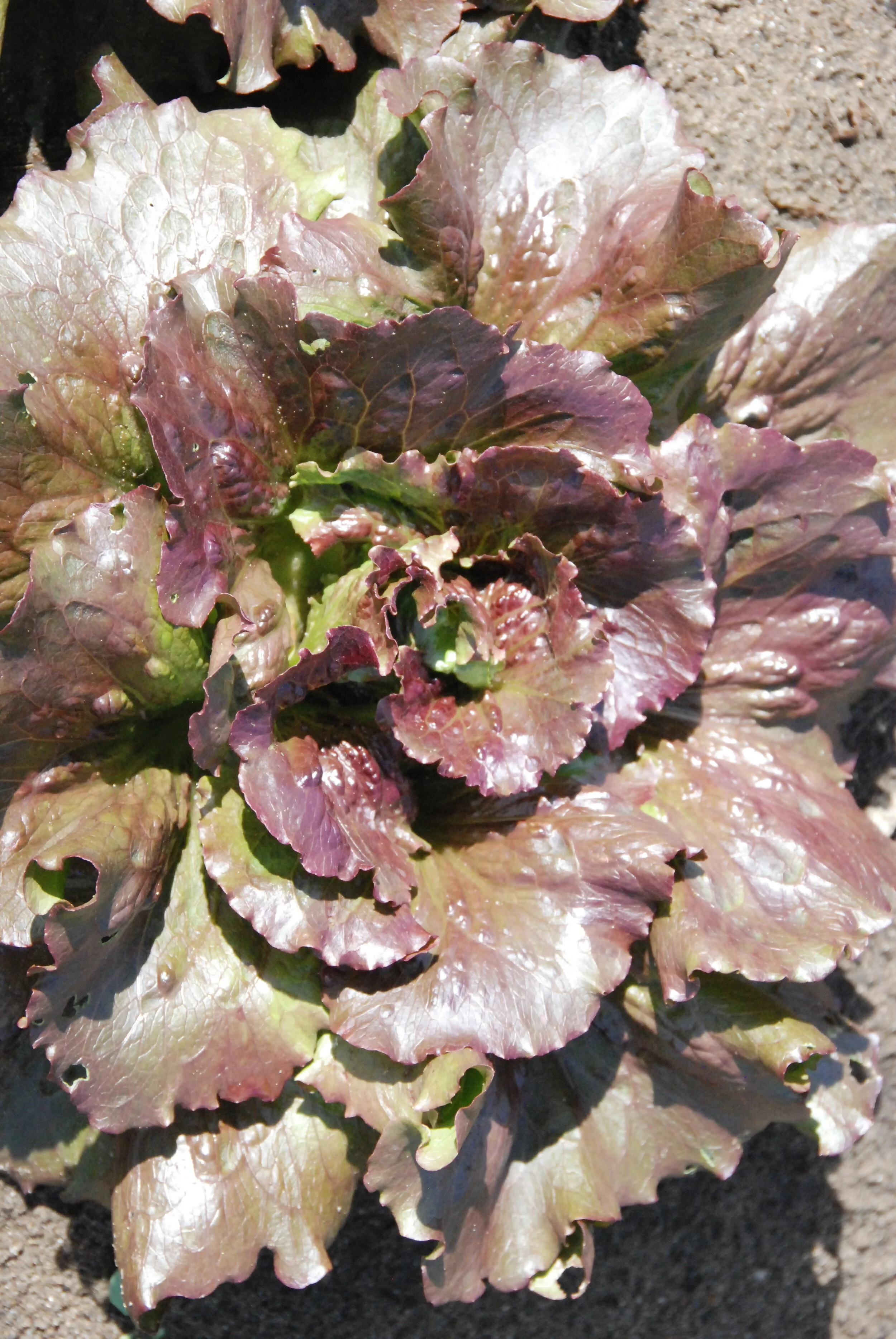 Lettuce 'Red Iceberg' — Transition Farm